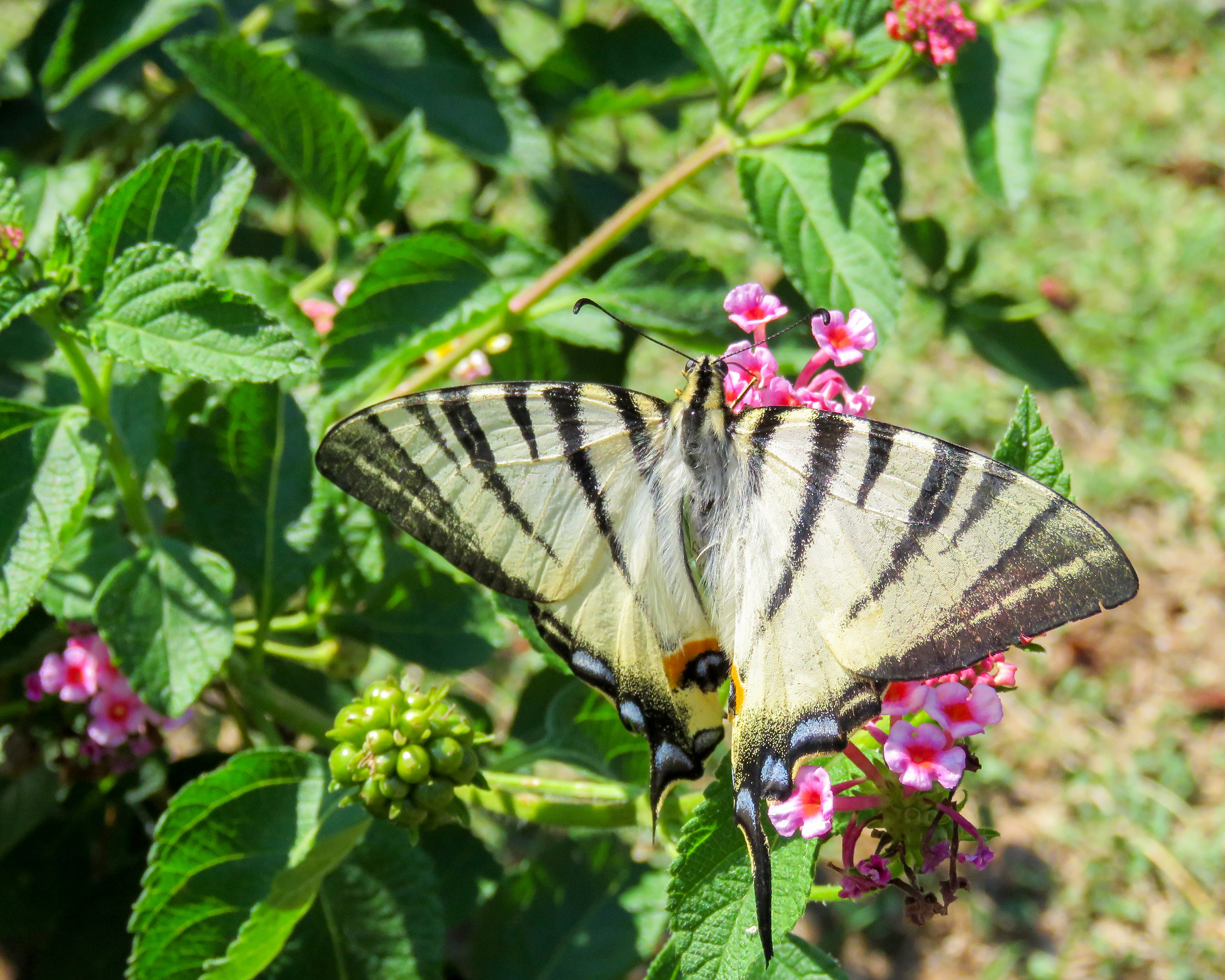 Scarce Swallowtail