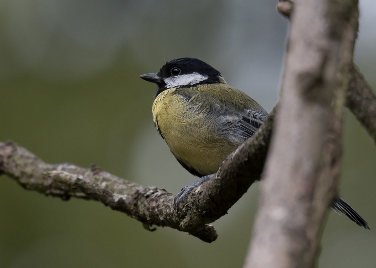 Great Tit