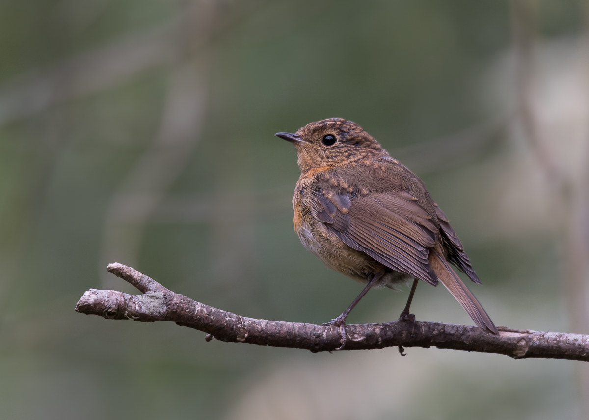 Juvenile robin