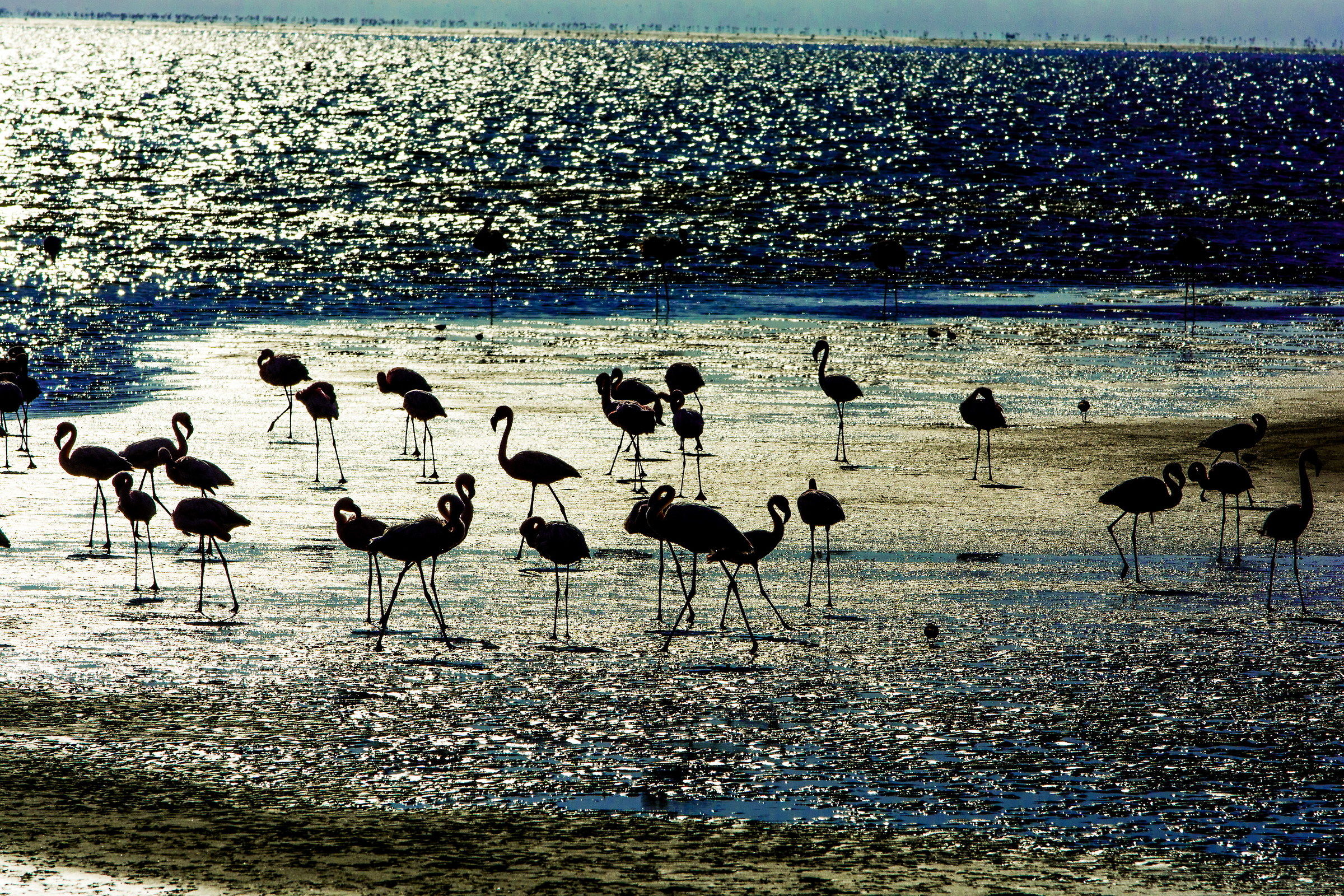 Namibia-Welvis Bay-Pink Flamingos