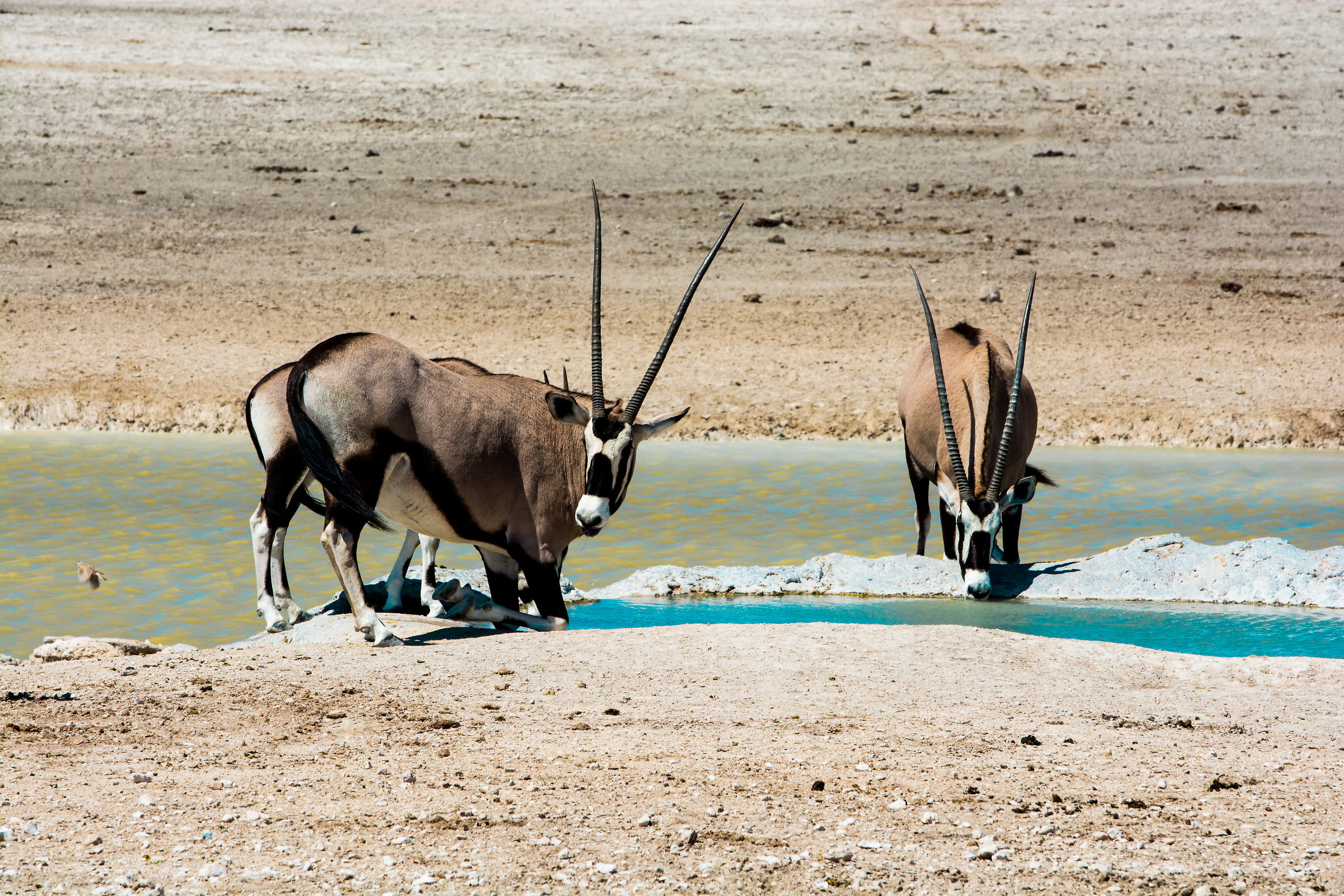 Namibia-Etosha Park-water-drinking oryx