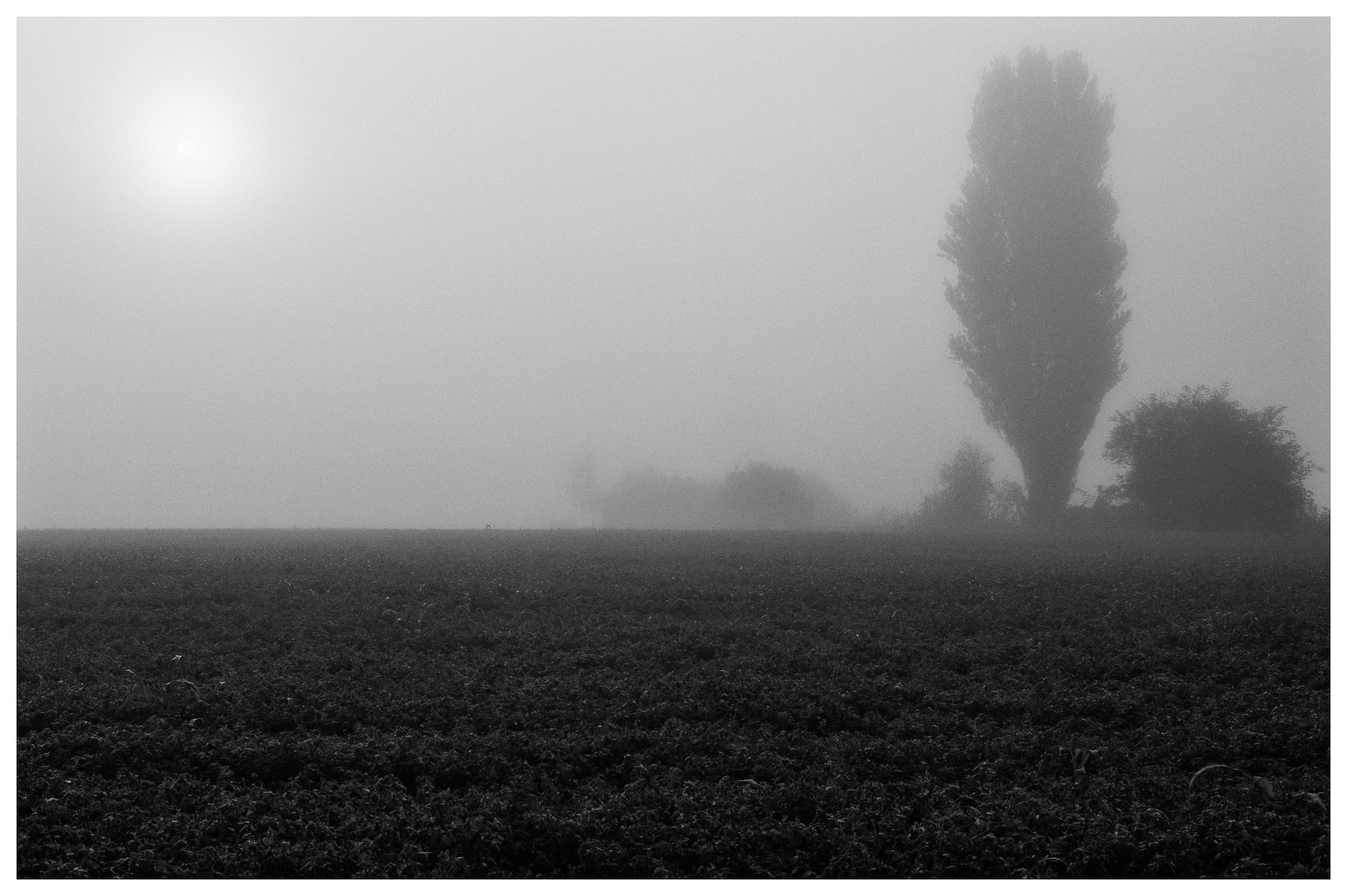 Mists on the fields...
