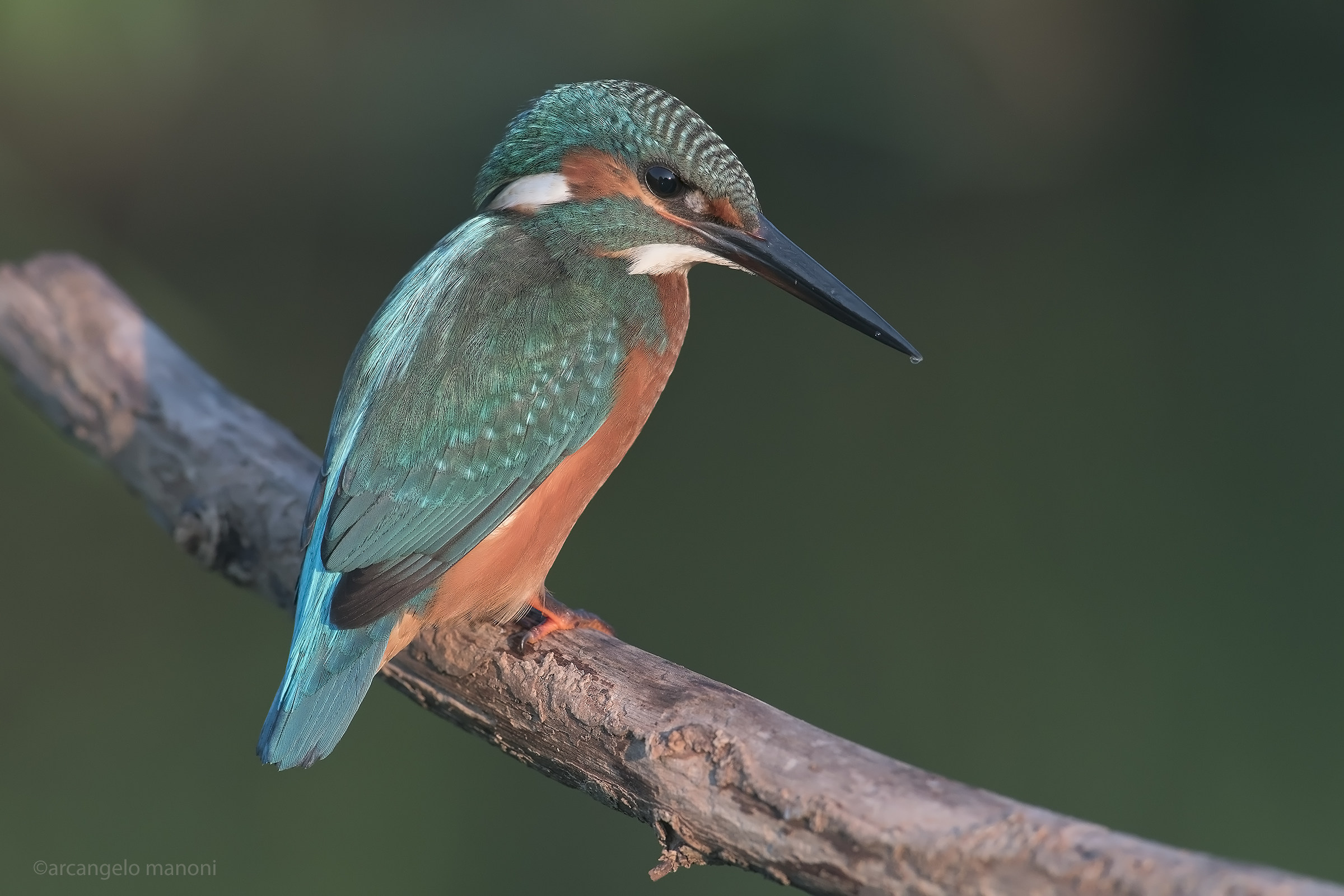 A good Morning Martino