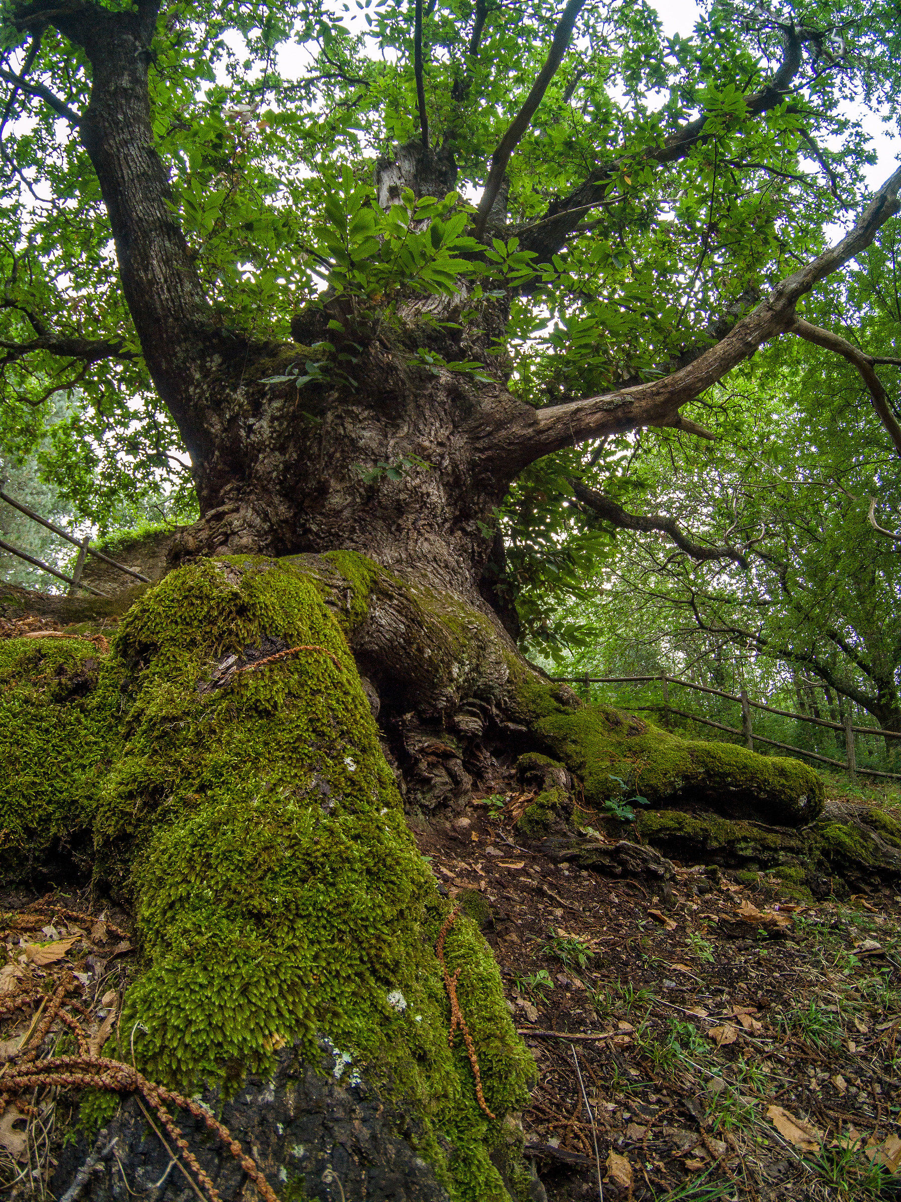 Gigante buono - Albero del pane