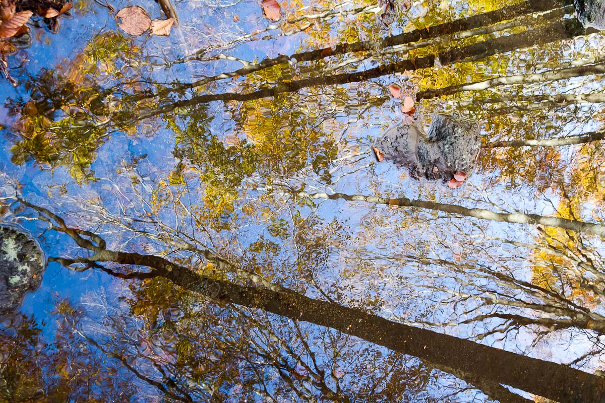 Reflections of Autumn