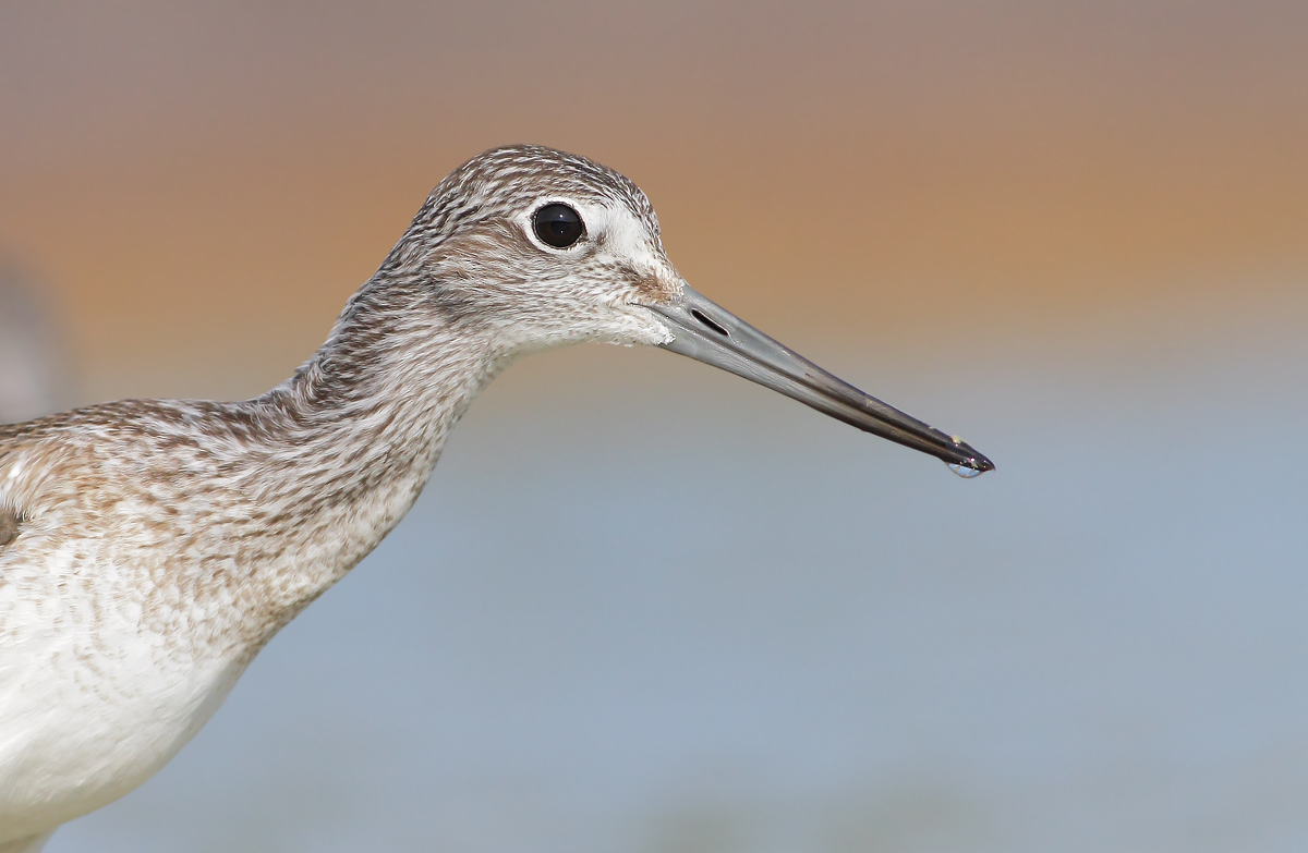 Greenshank