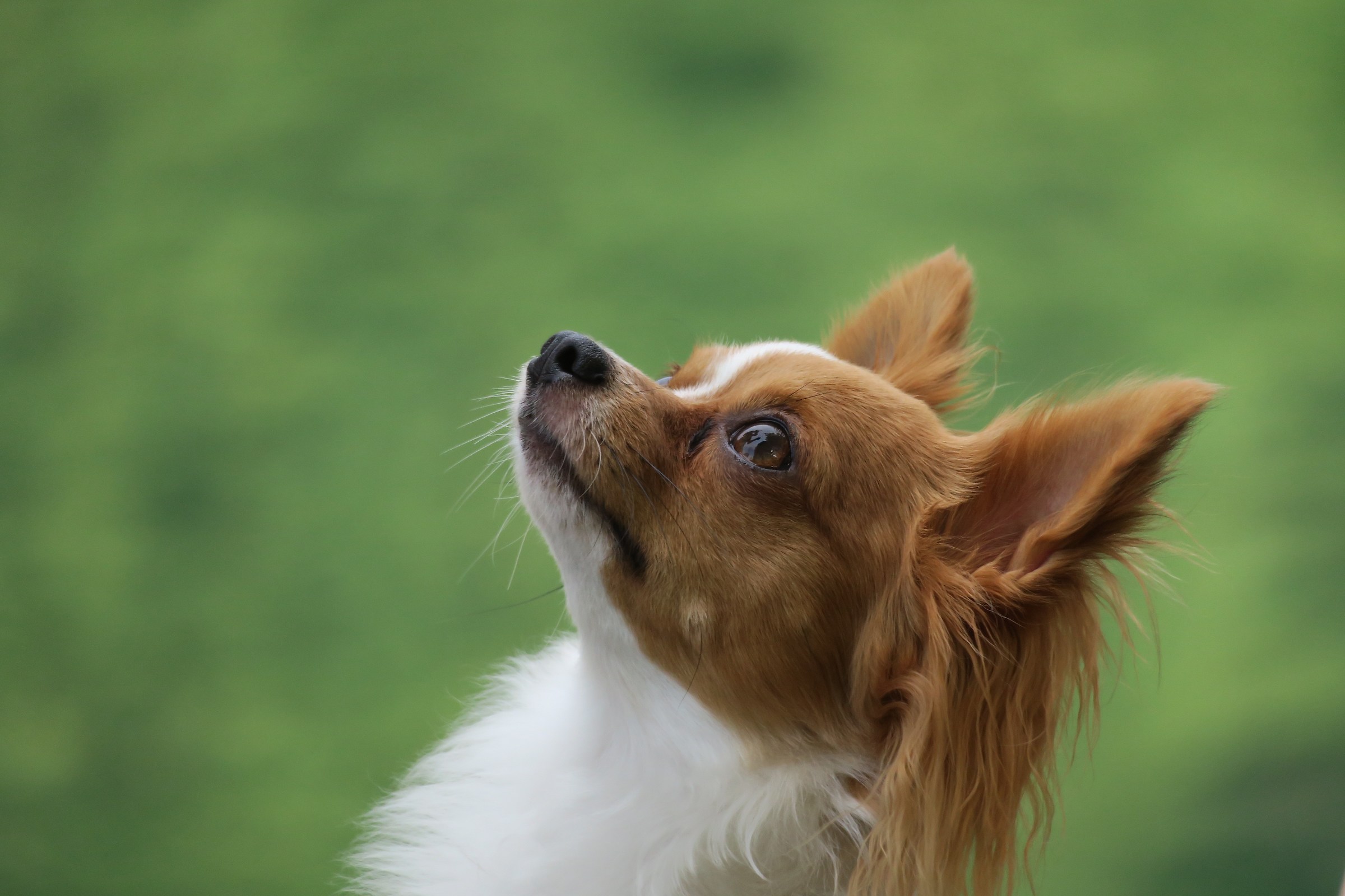 Chihuahua a pelo lungo