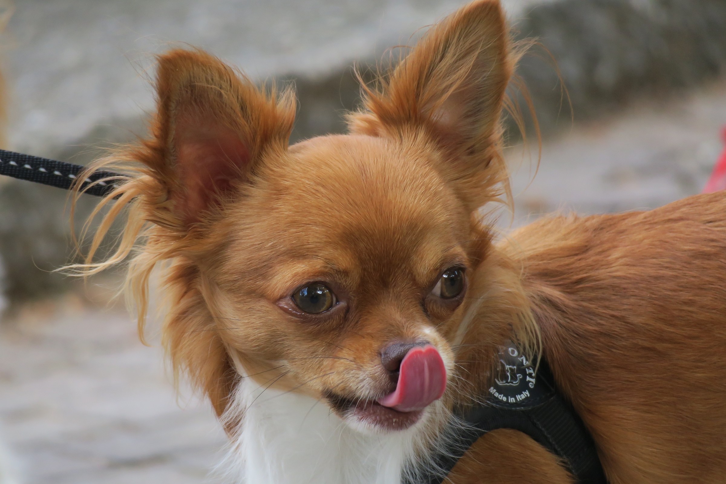 Chihuahua a pelo lungo 2