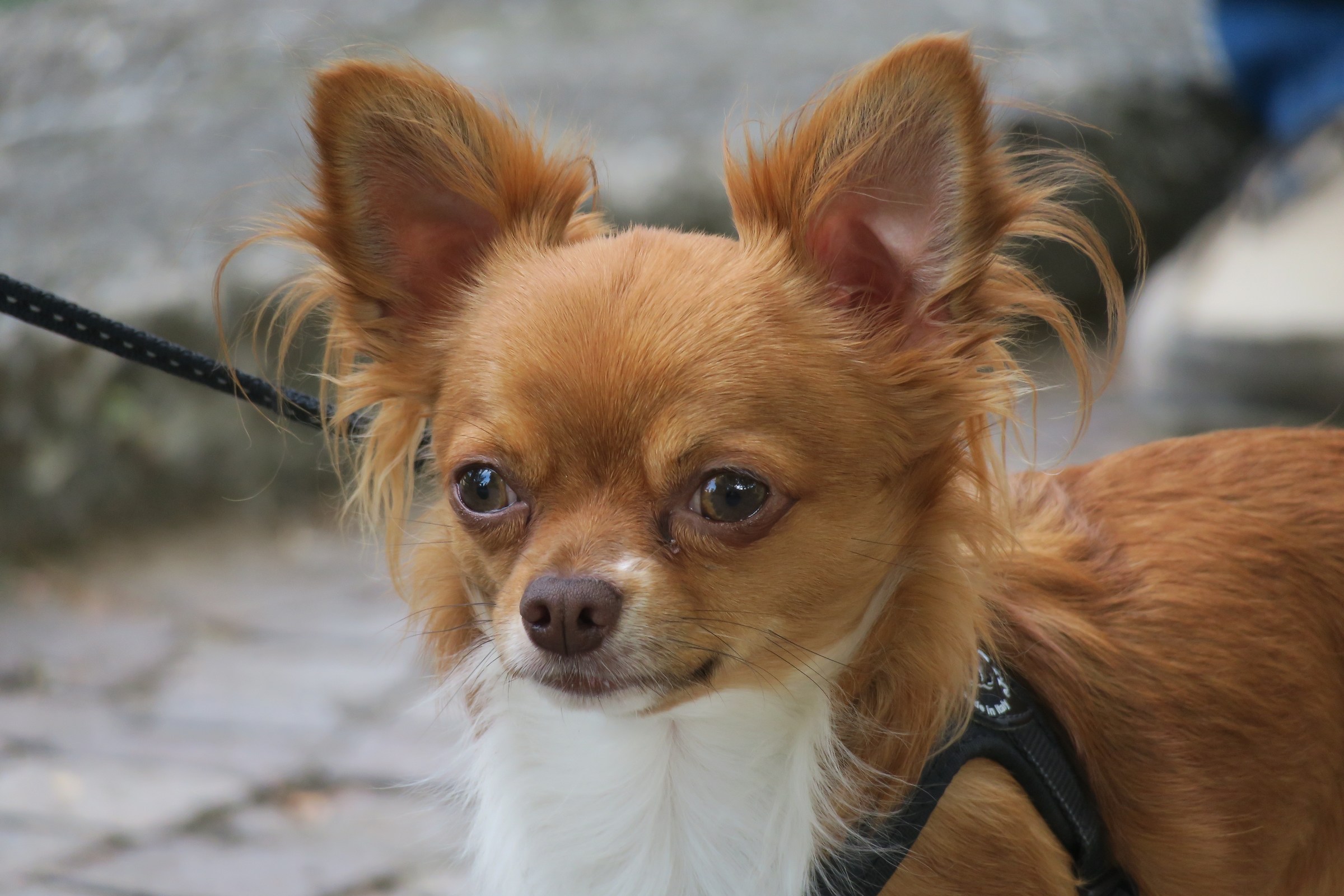 Long haired Chihuahua 3