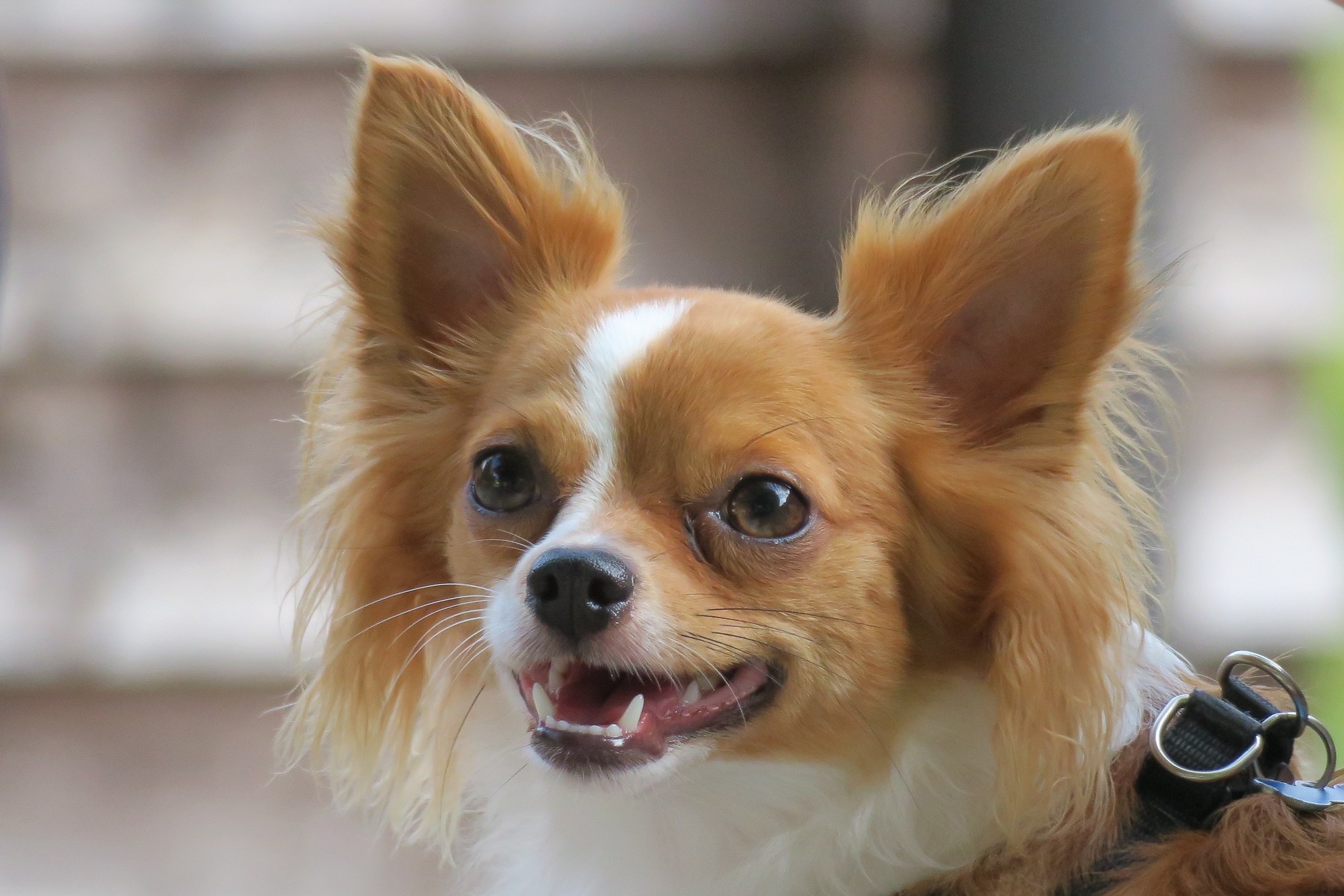 Long haired Chihuahua 4