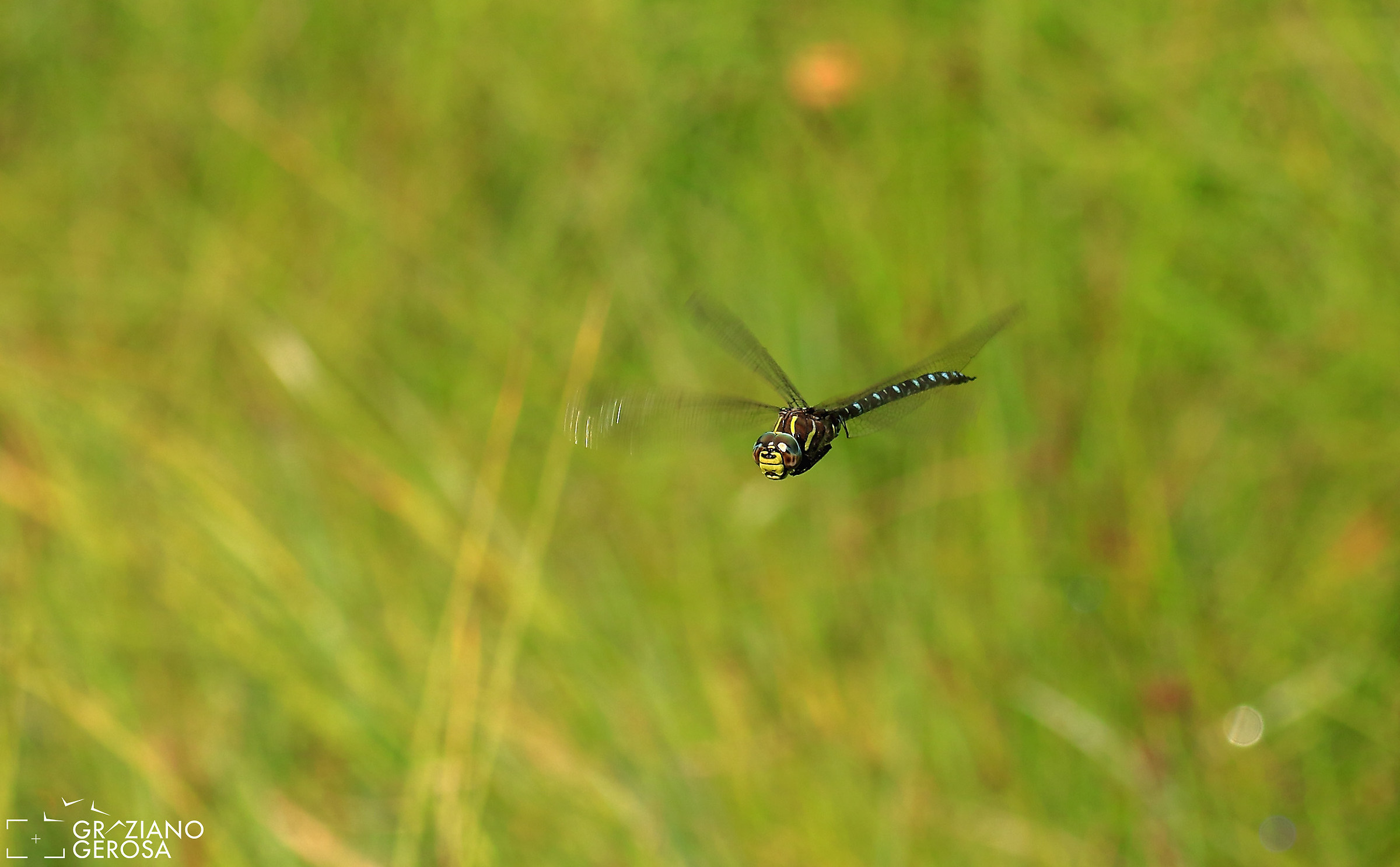 Libellula