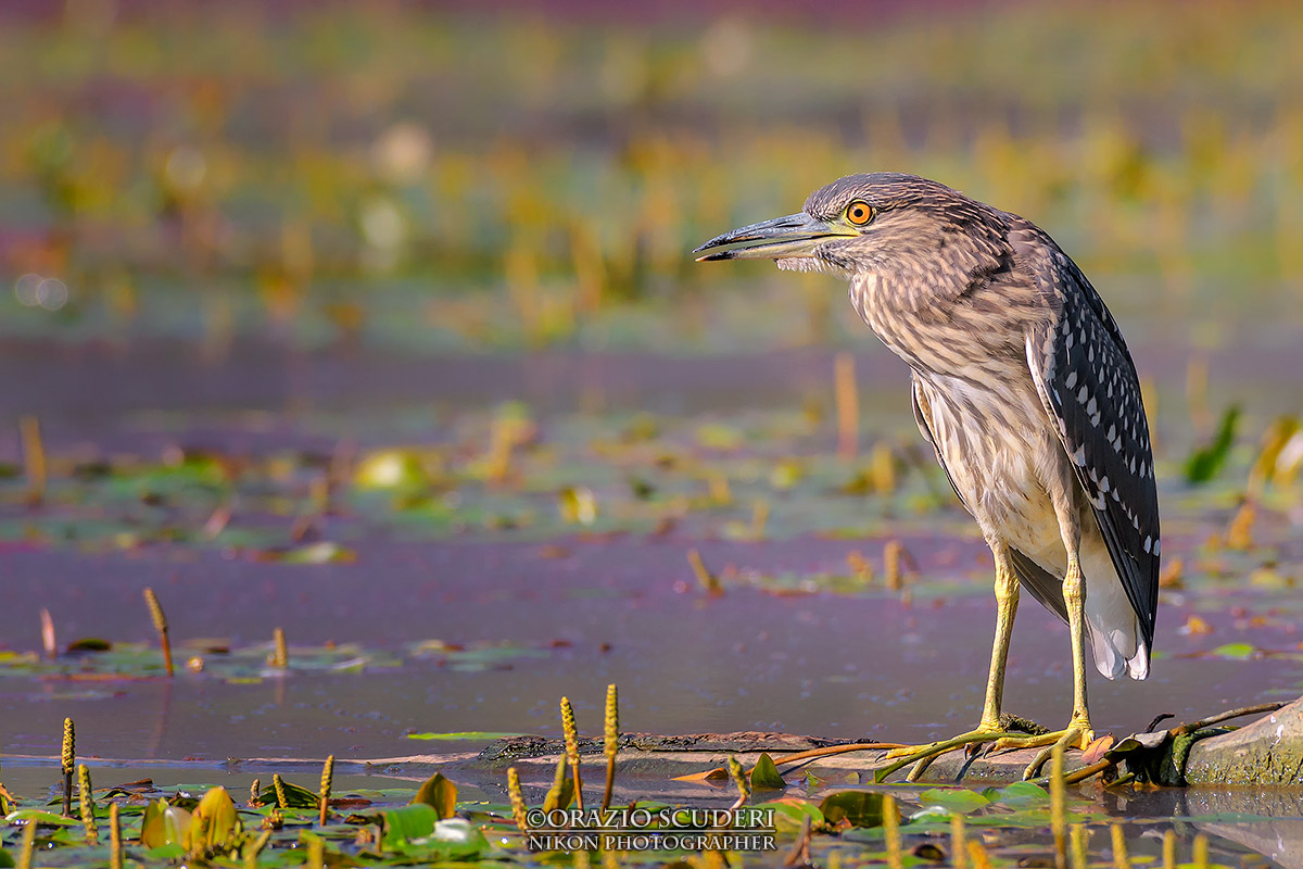 Nycticorax nycticorax