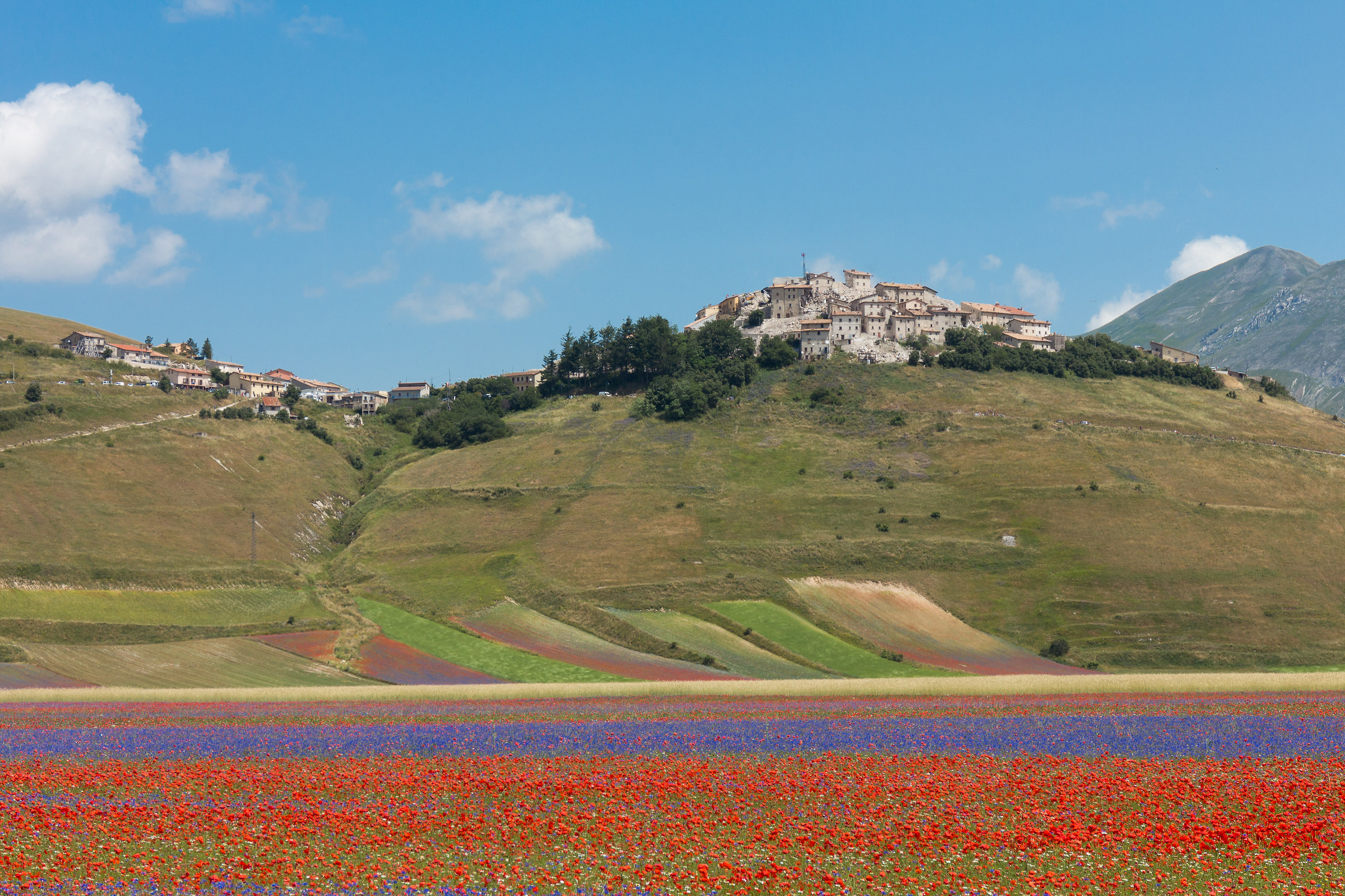 Castelluccio di Norcia-Lentil flowering