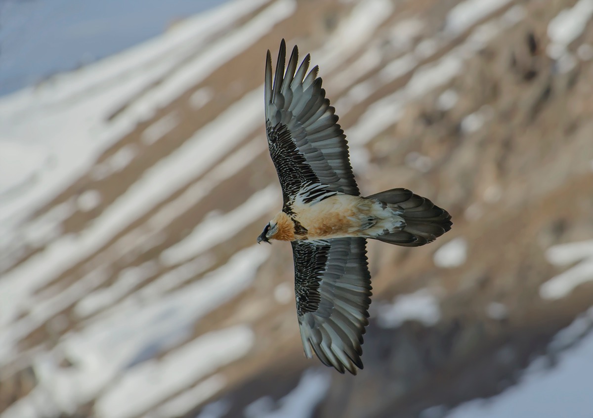 Bearded Vulture
