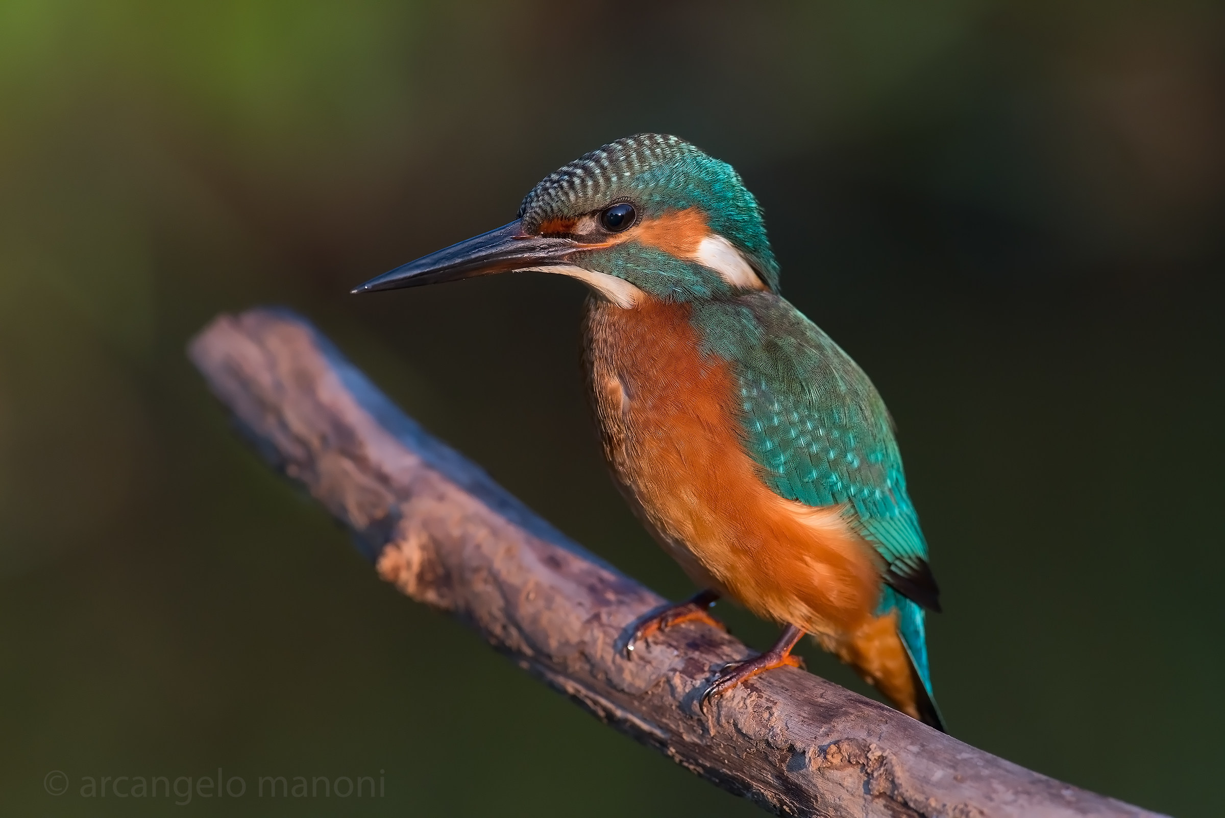 My friend Martino di this morning