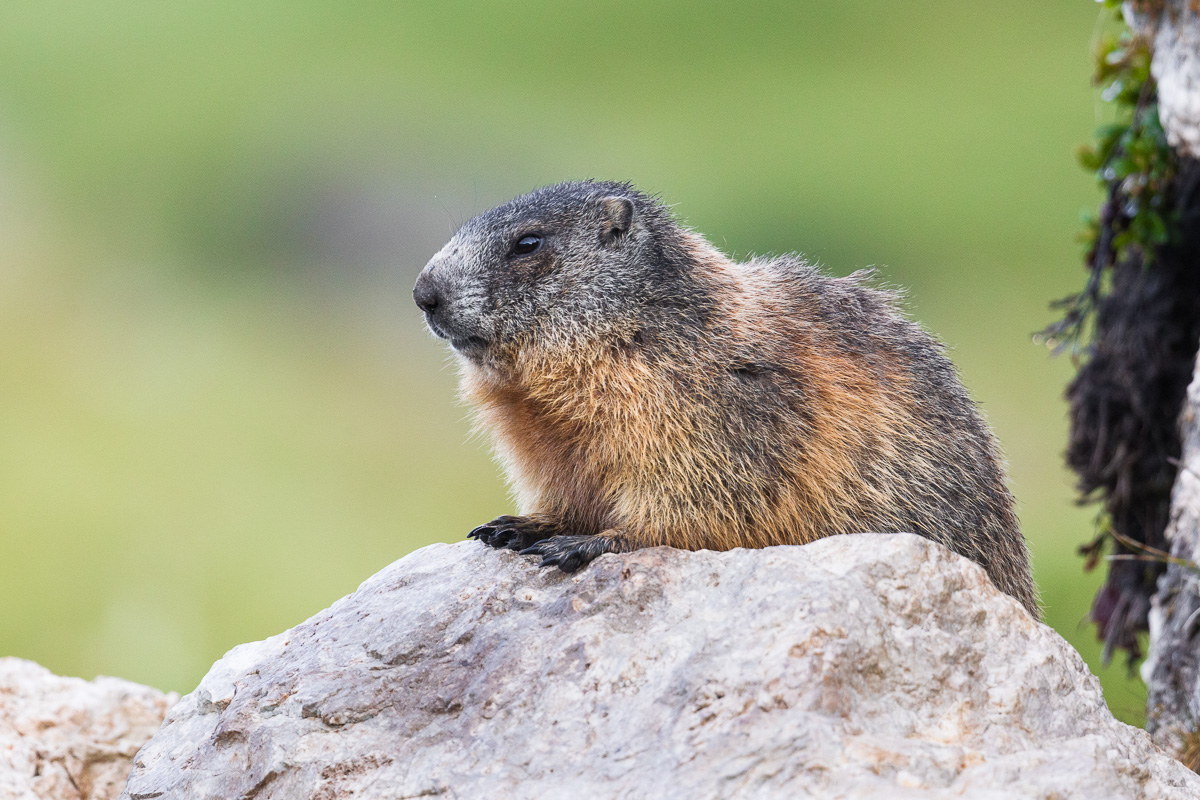 Marmot of the Alps of Lookout...