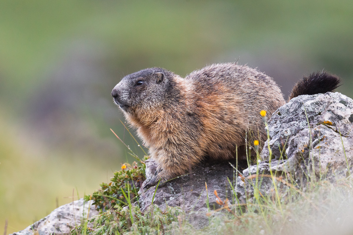 Marmotta delle Alpi nei pressi della tana ...