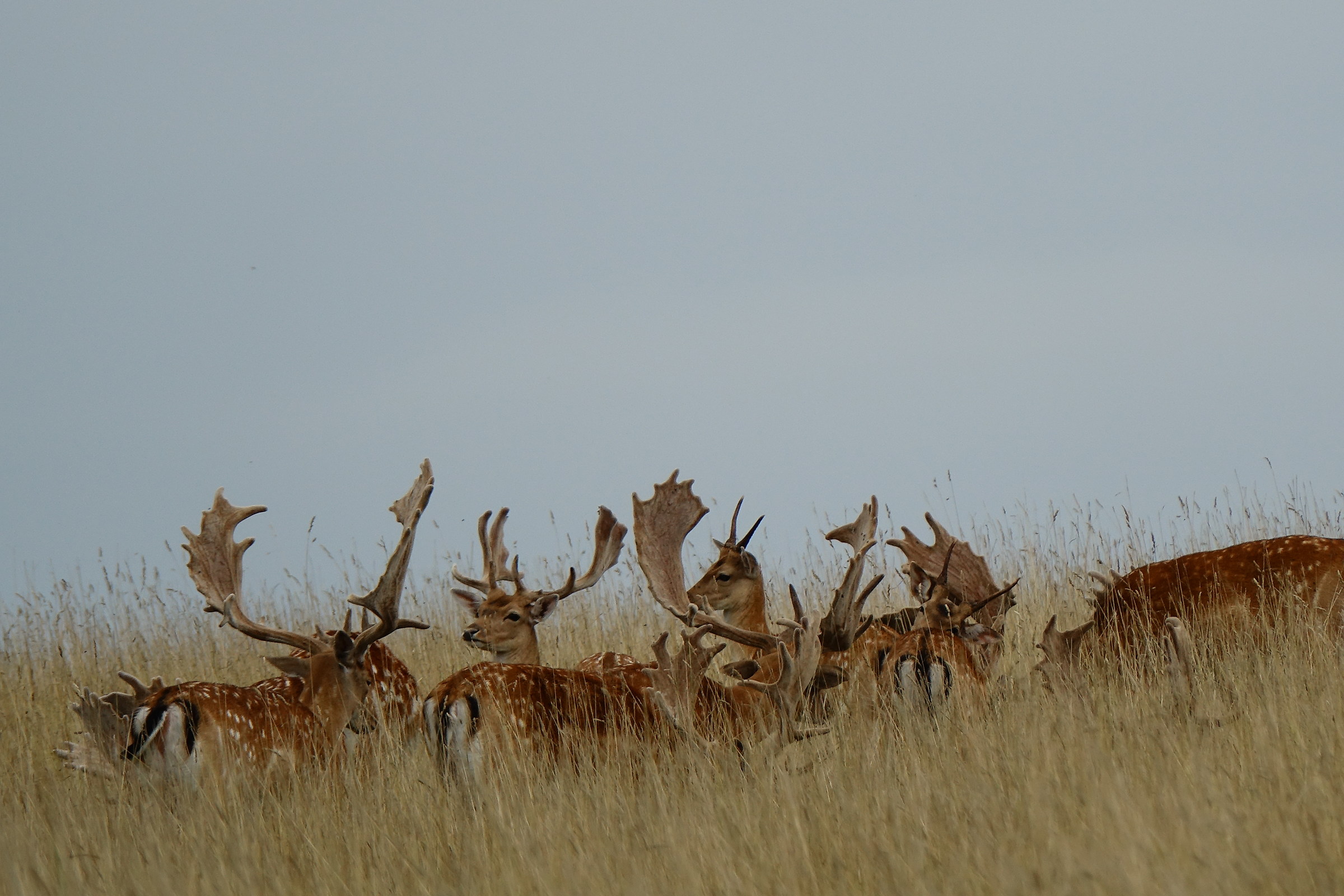 fallow bucks