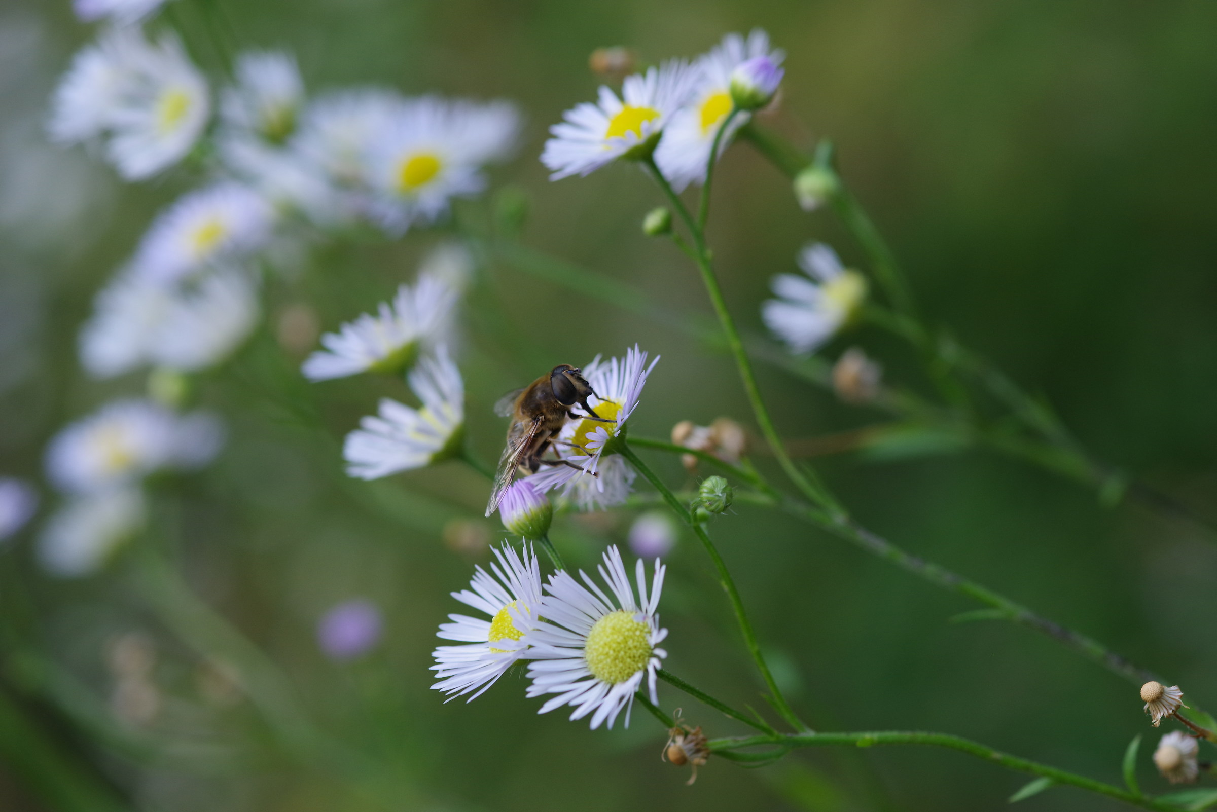Tra le "margheritine" un sirfide