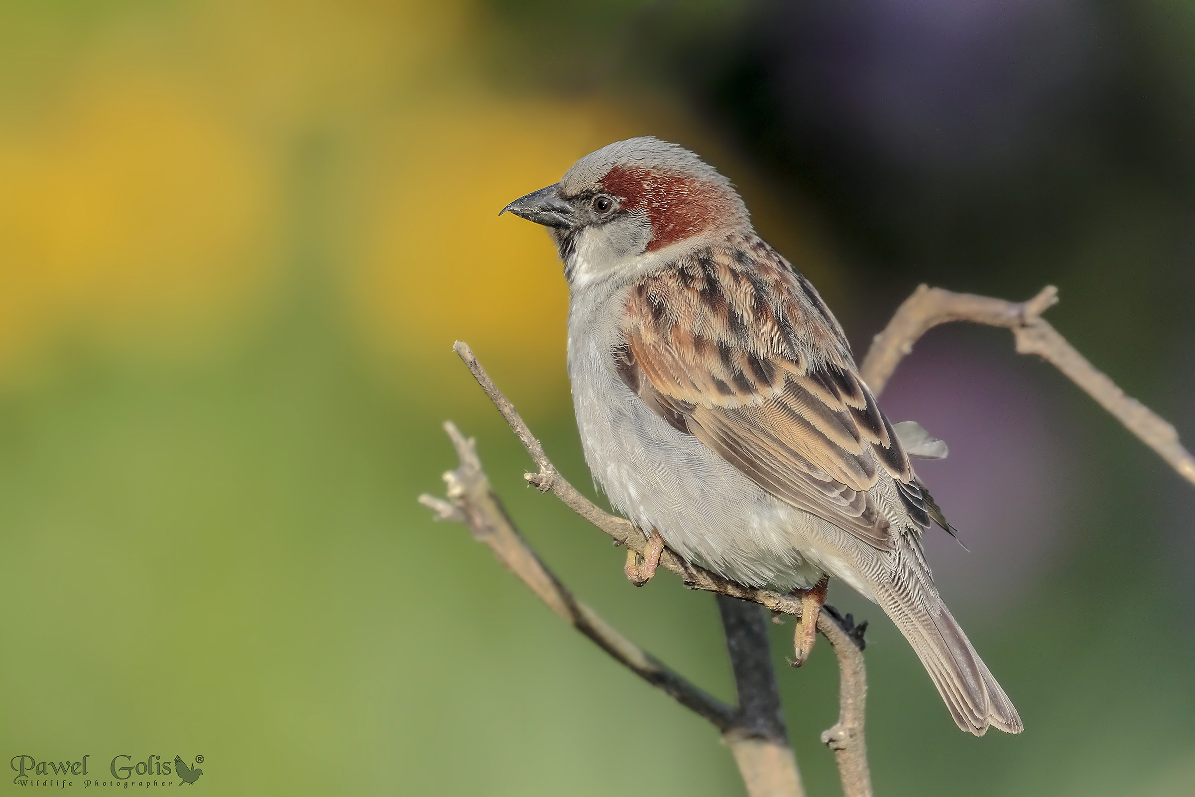 Sparrow