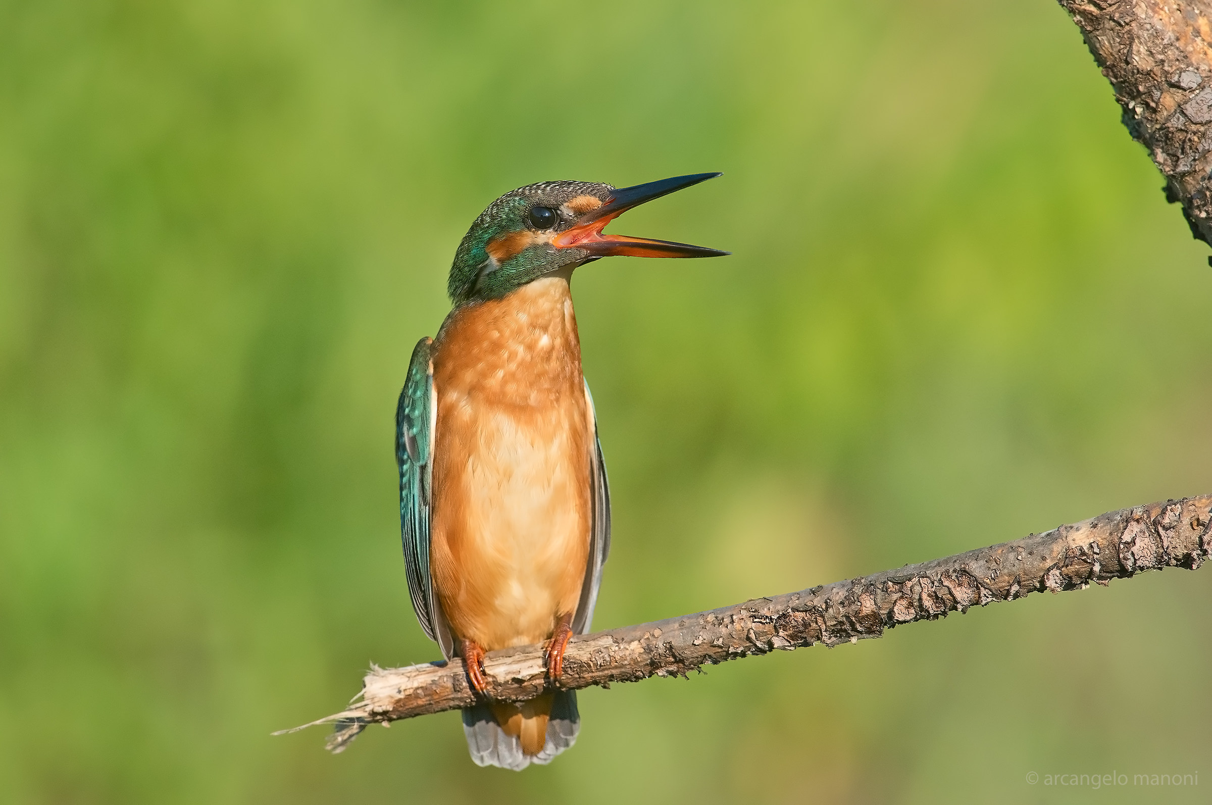 The call of the female