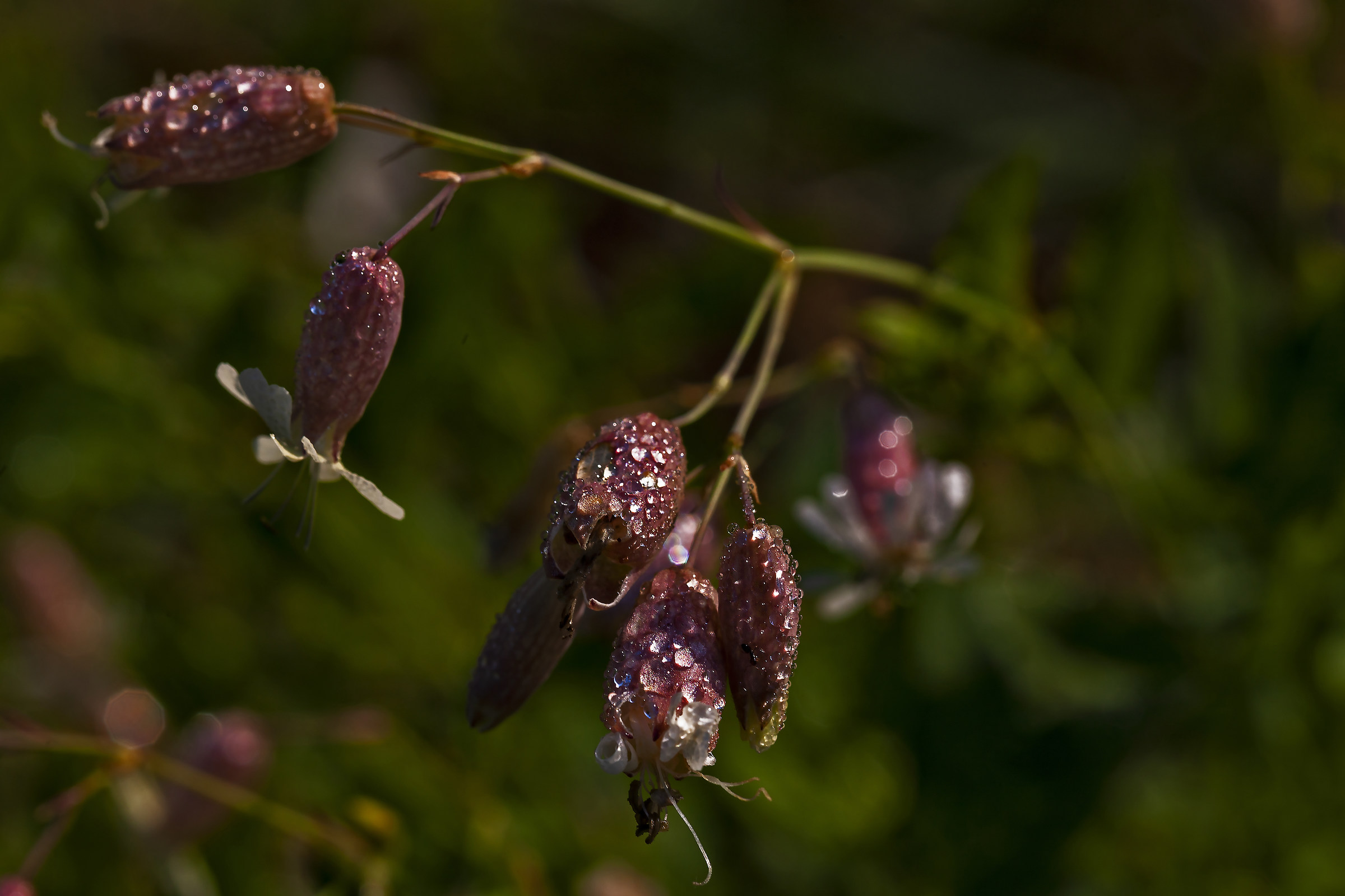 la petite fleur et la rosée