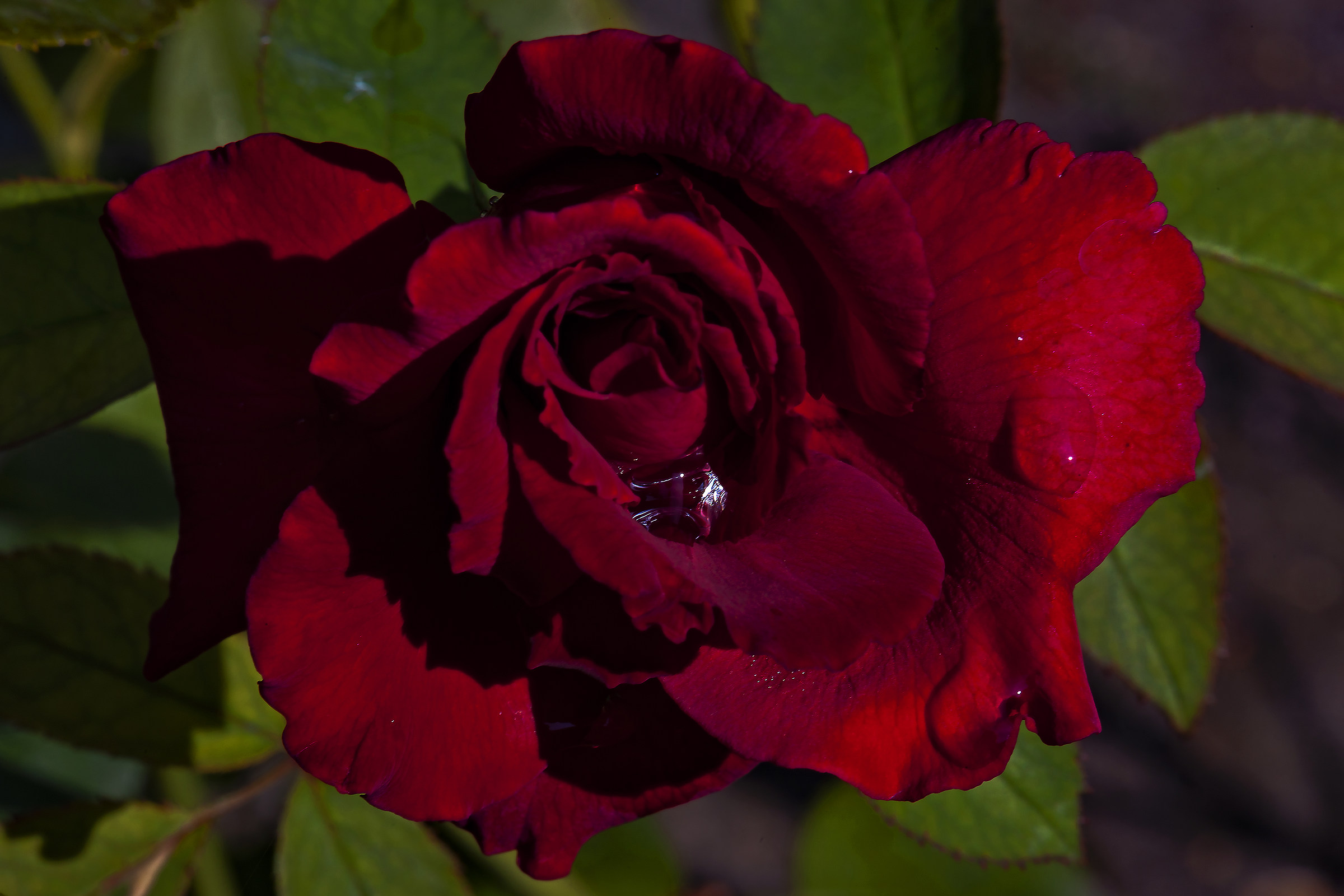 Drops on velvety pink