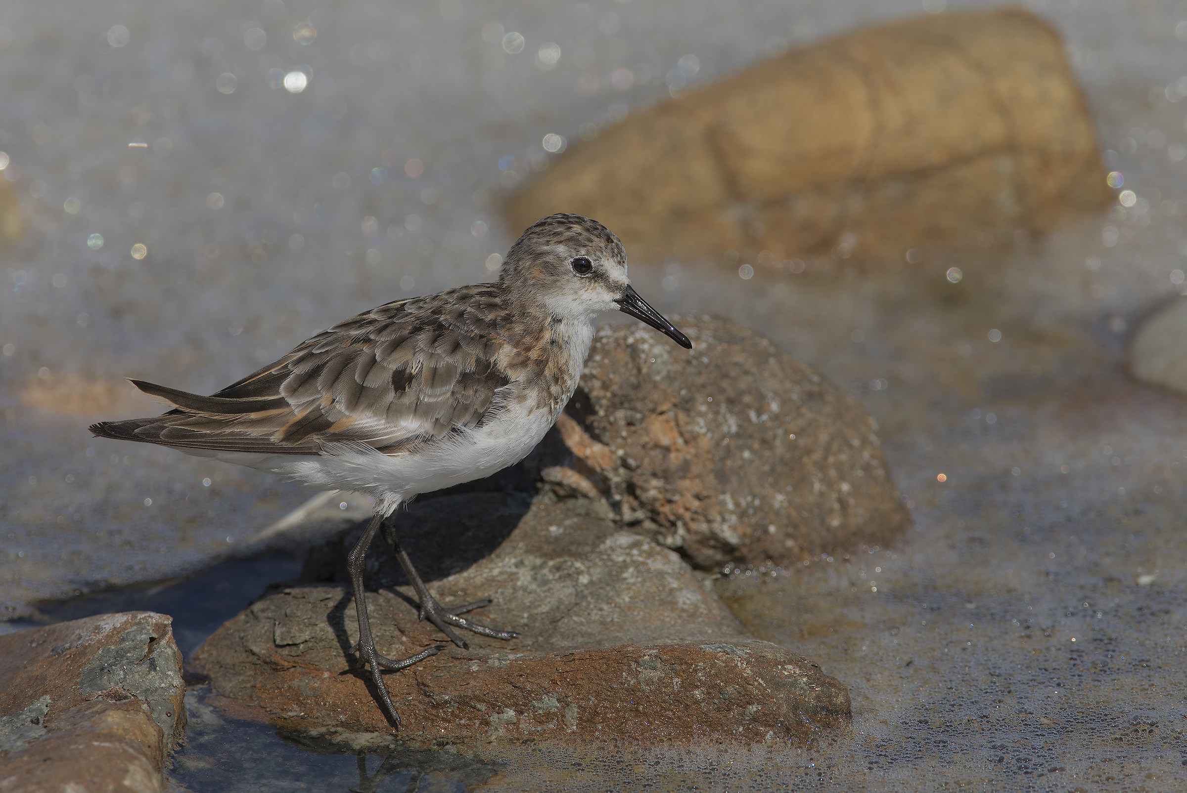 gambecchio comune (calidris minuta)