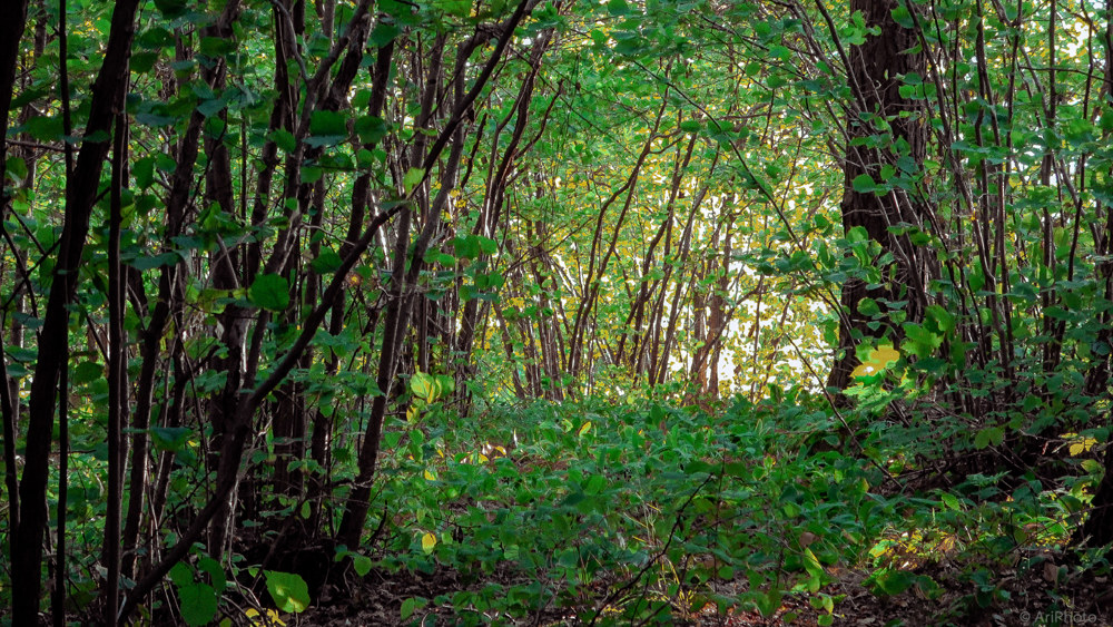 Pähkinäniemi ("Cape of Nuts"), Lohja    ...