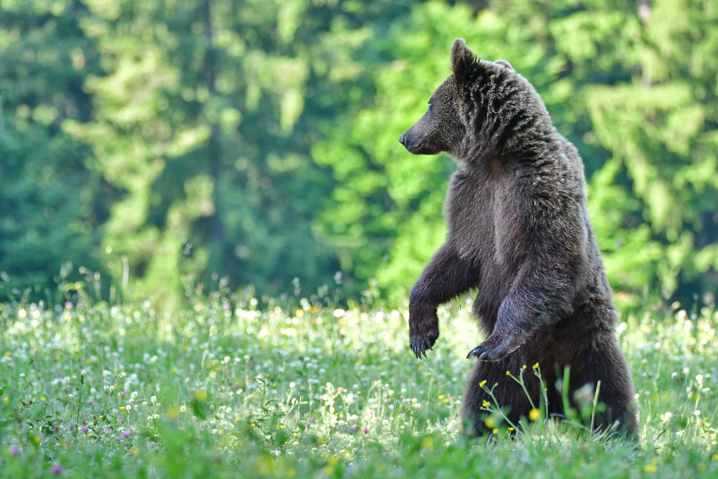 Brown bear