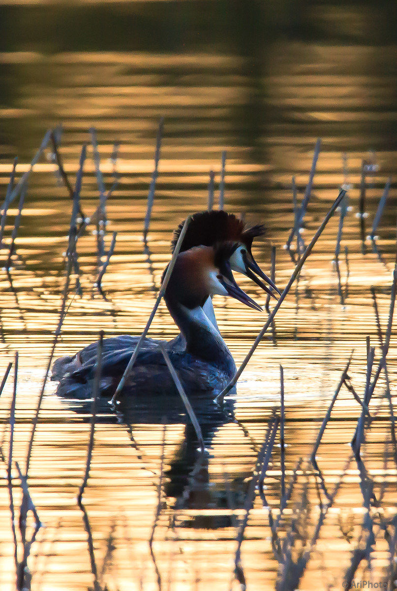Grande grested svassi (Podiceps cristatus)