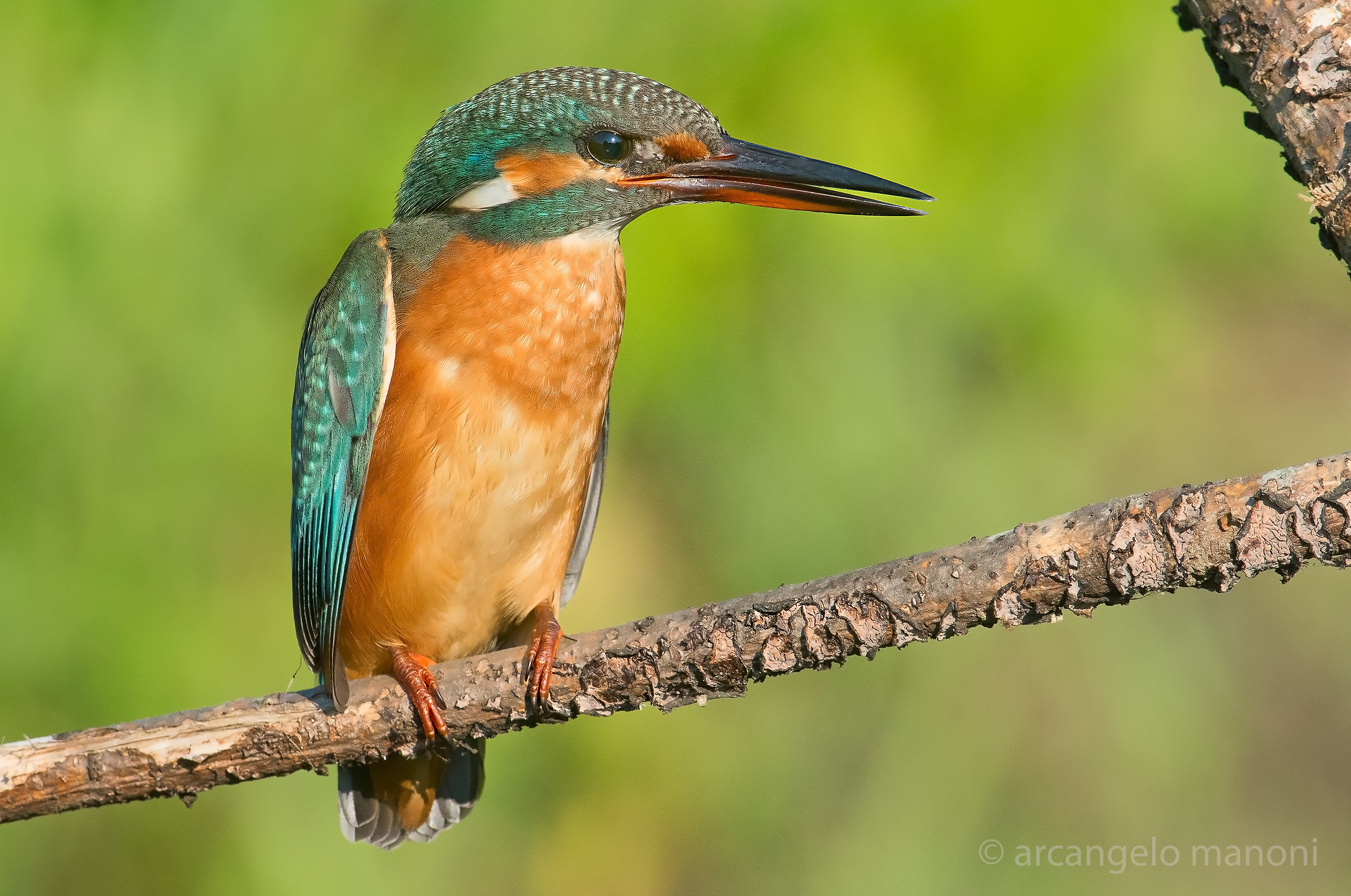 Alcedo atthis (female)