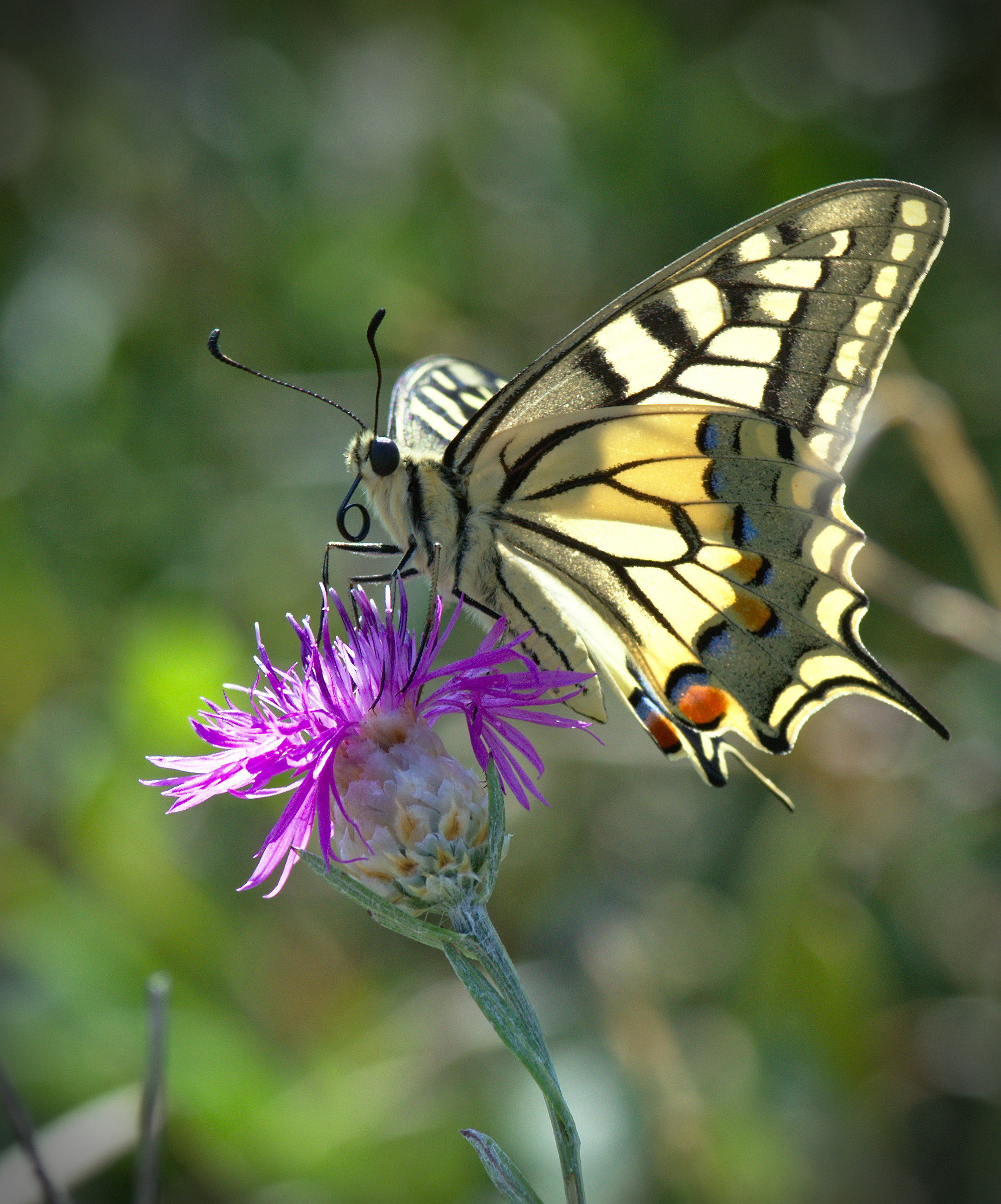 Swallowtail