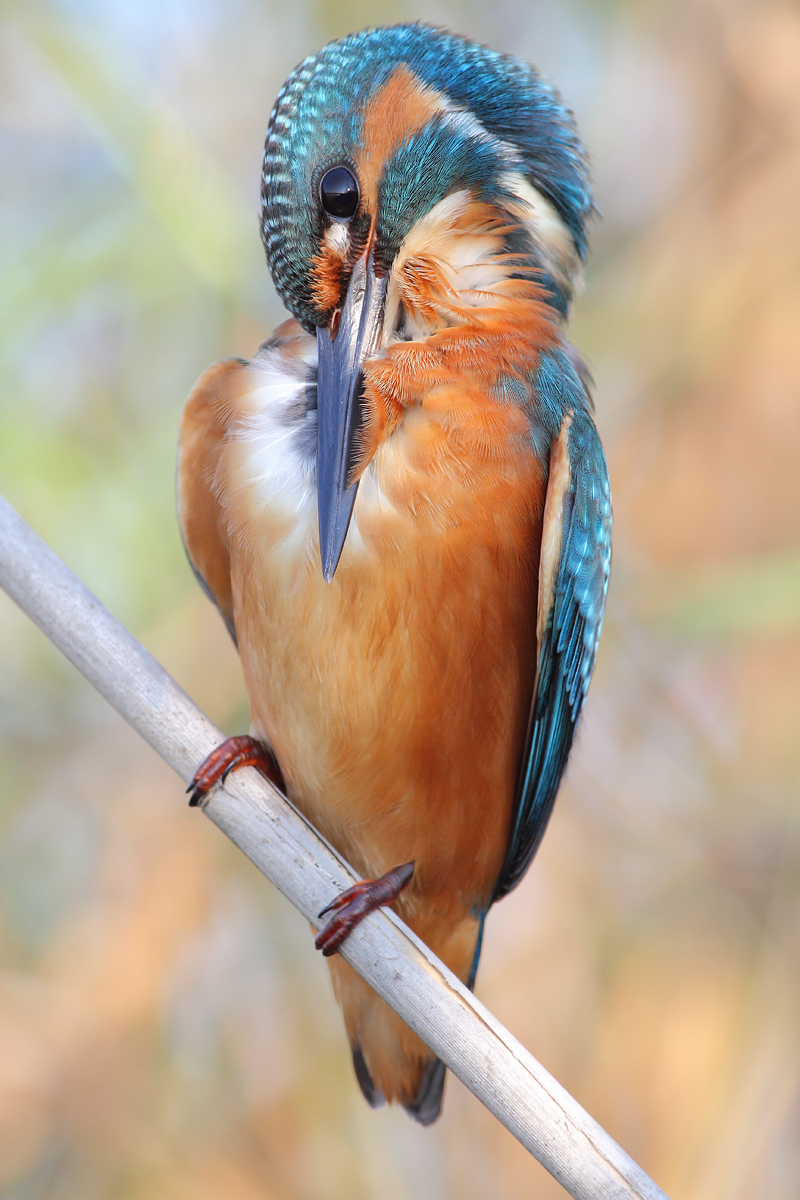 Kingfisher