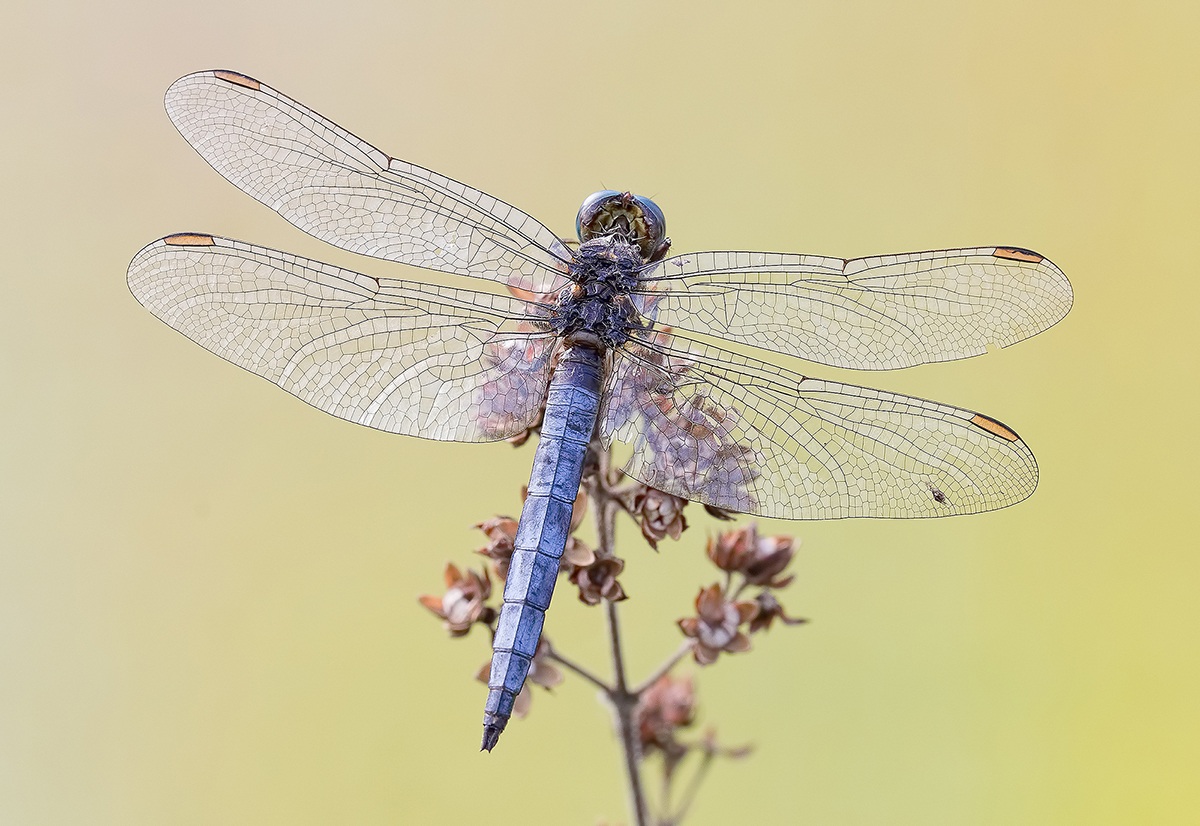 Orthetrum coerulescens maschio