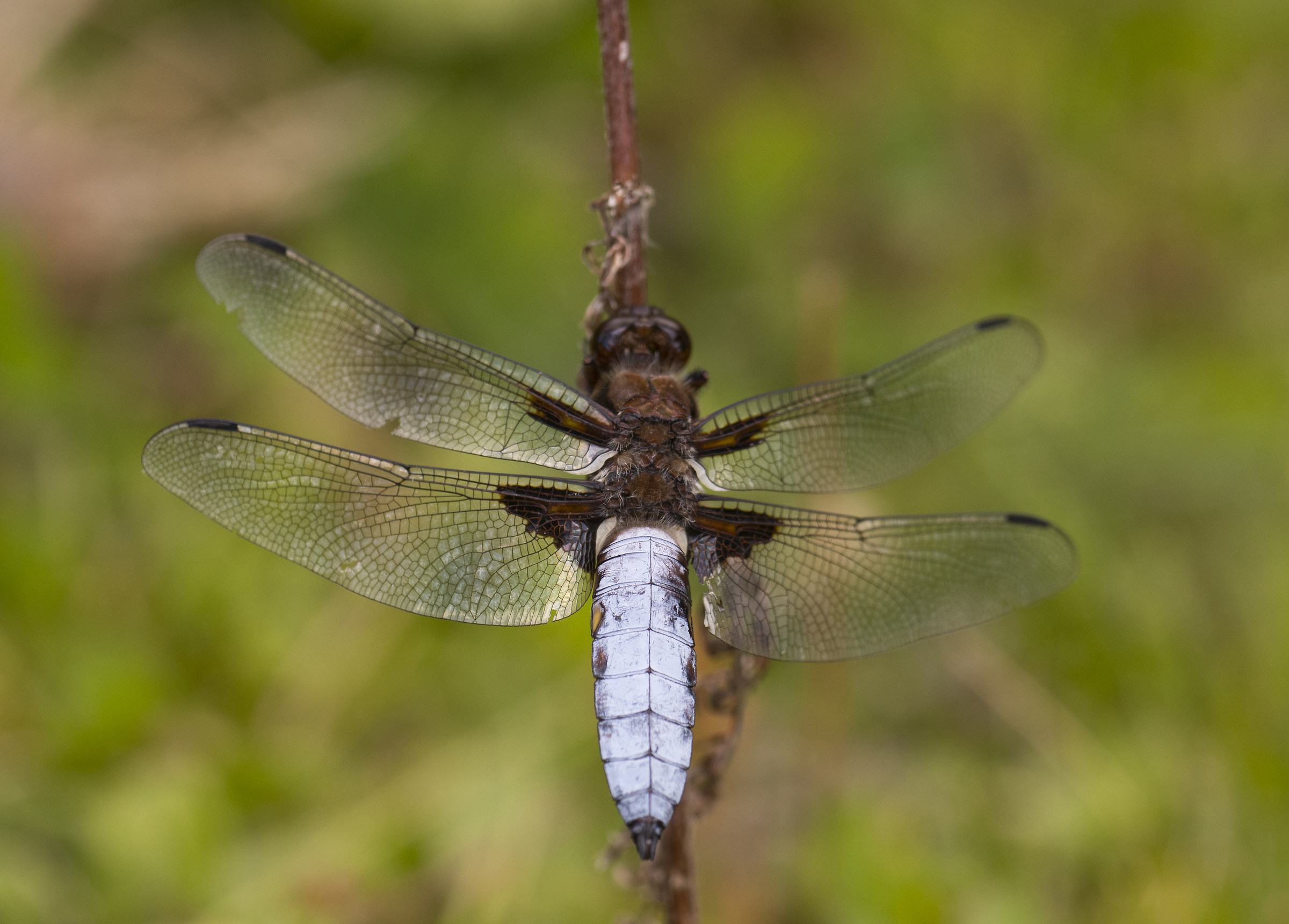 Libellula depressa - maschio maturo