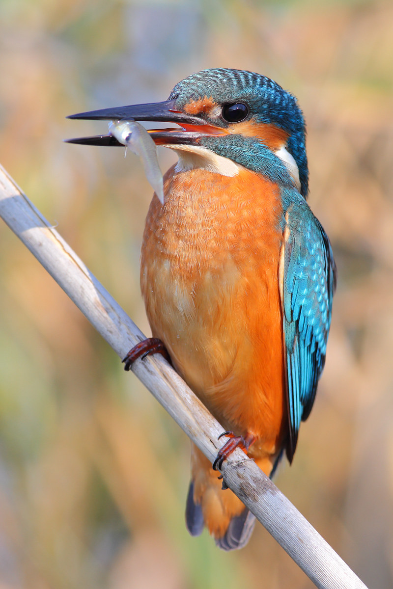 Kingfisher