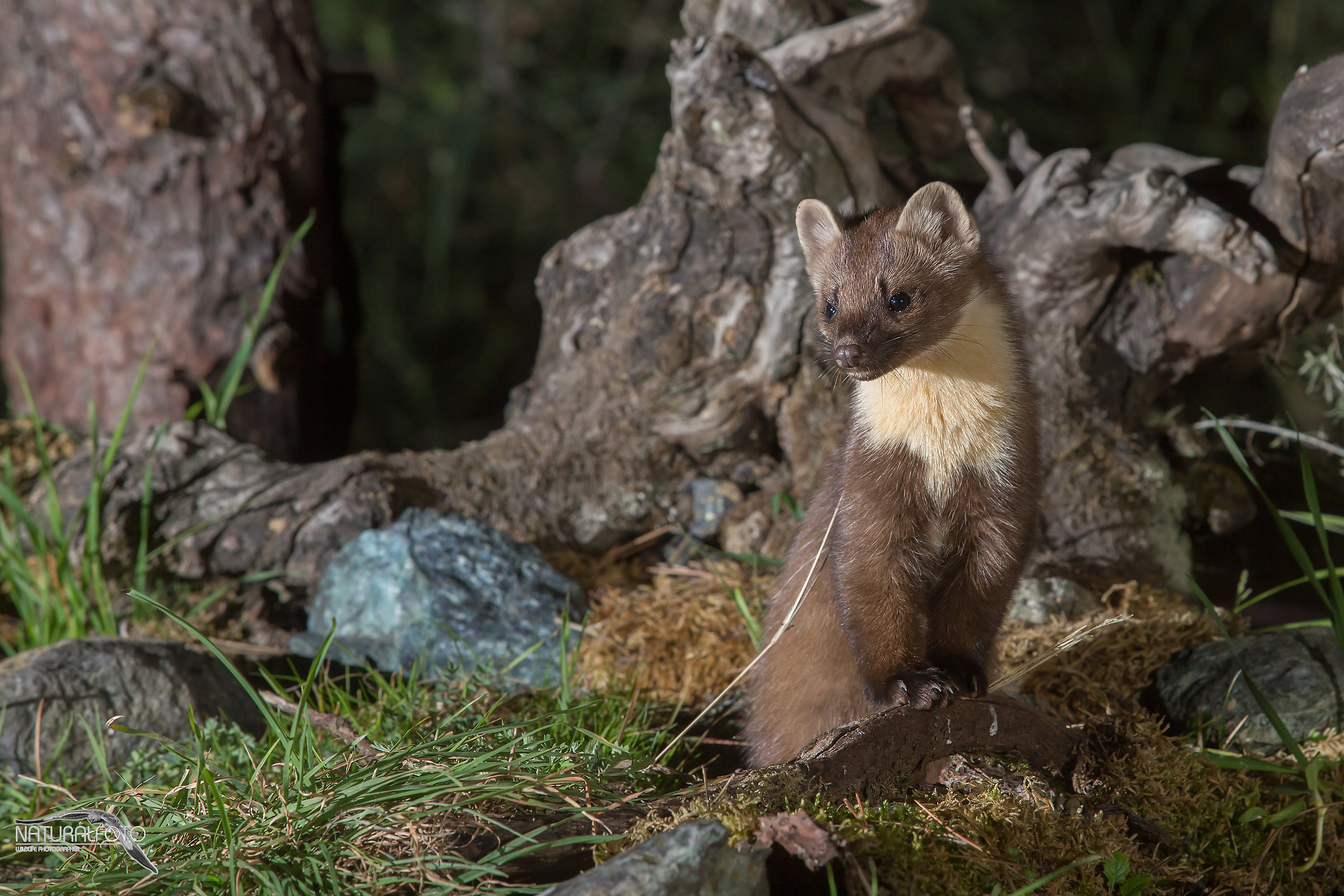 Martora - capanno naturalfoto-