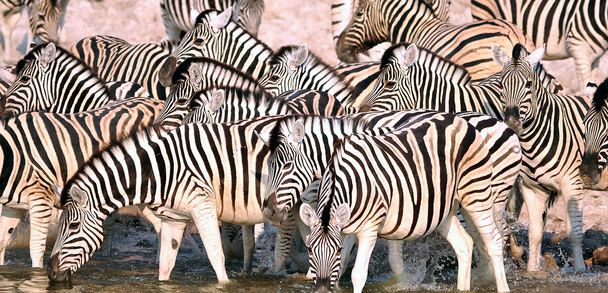 Abbeverata con le orecchie dritte