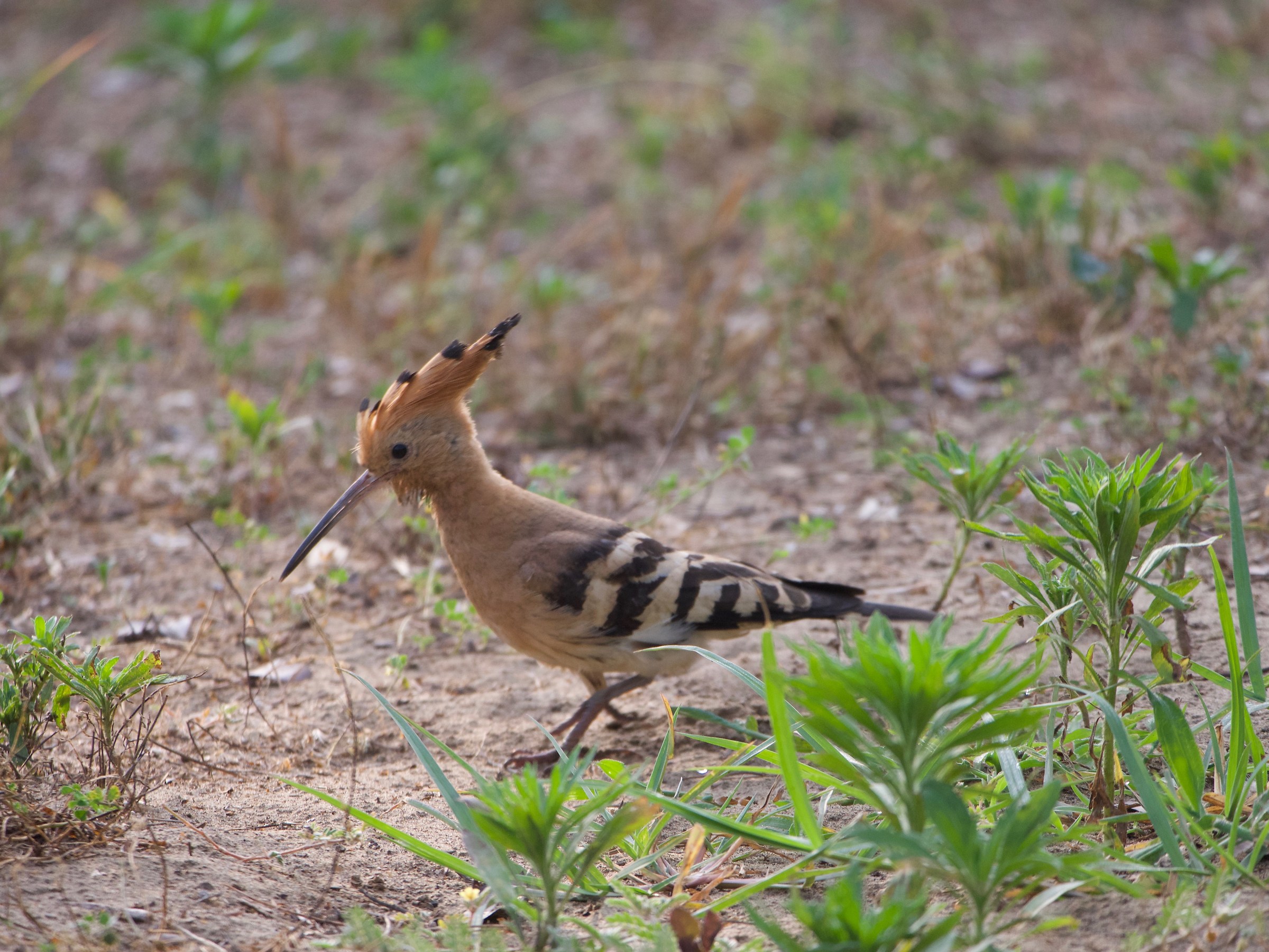 Hoopoe 1