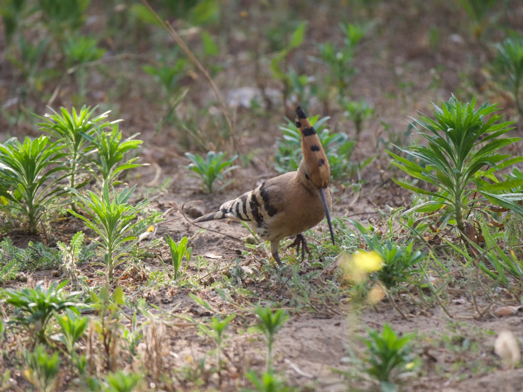Hoopoe 2