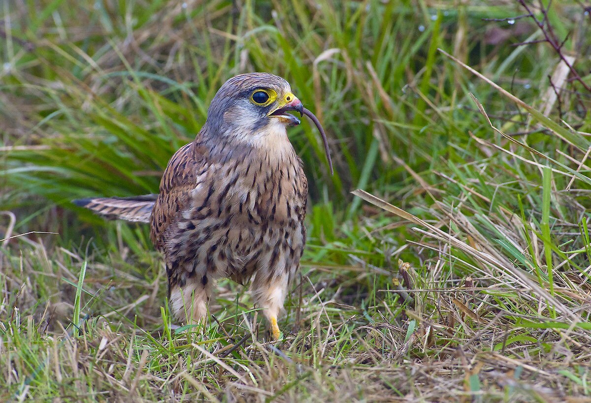 Gheppio con estremità di preda in bocca