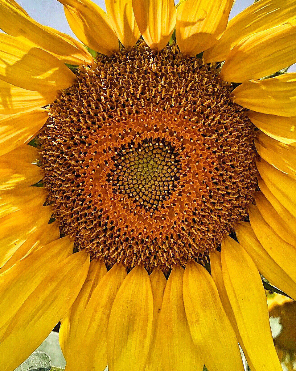 Un cuore quasi perfetto