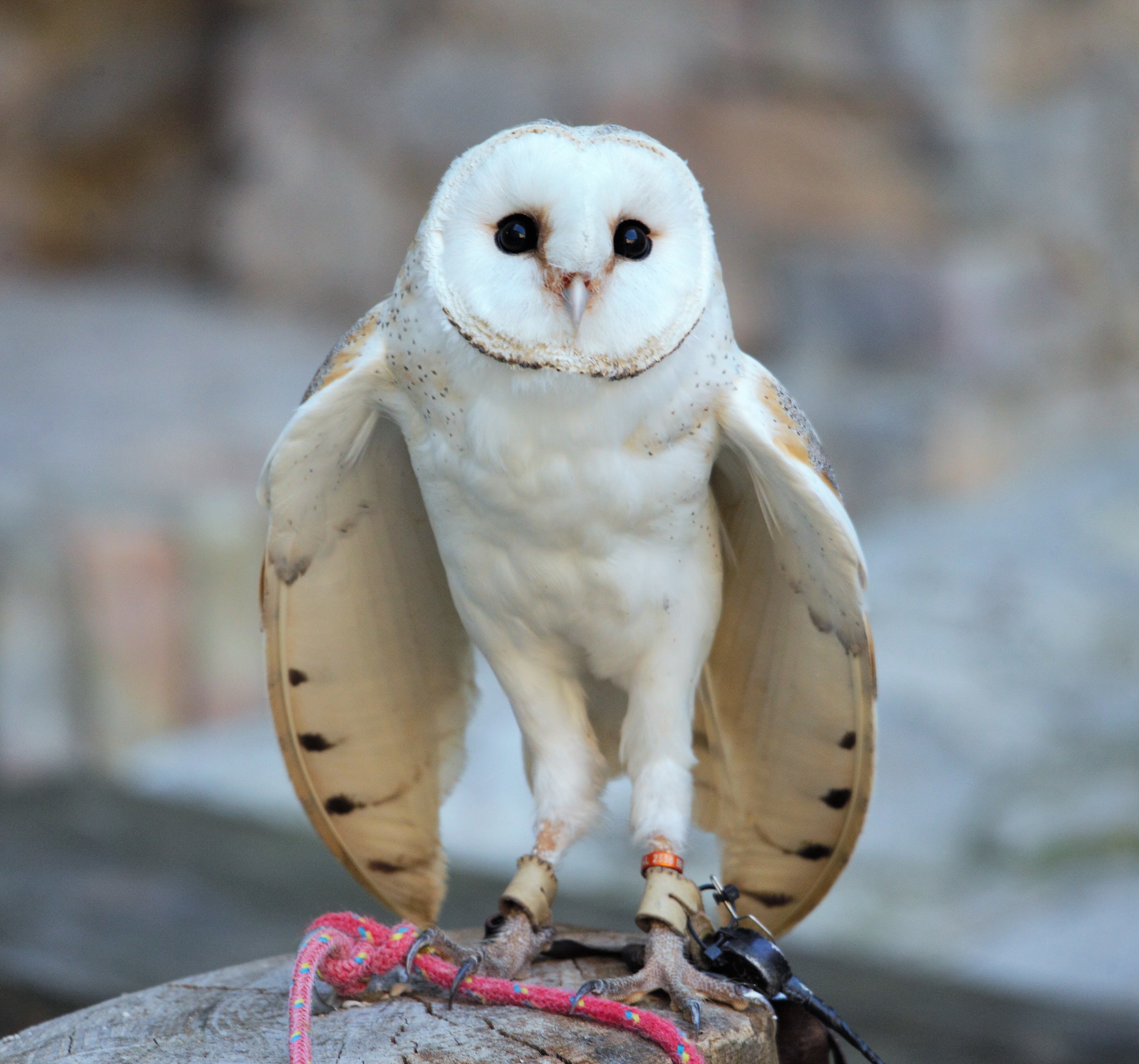 Barn Owl