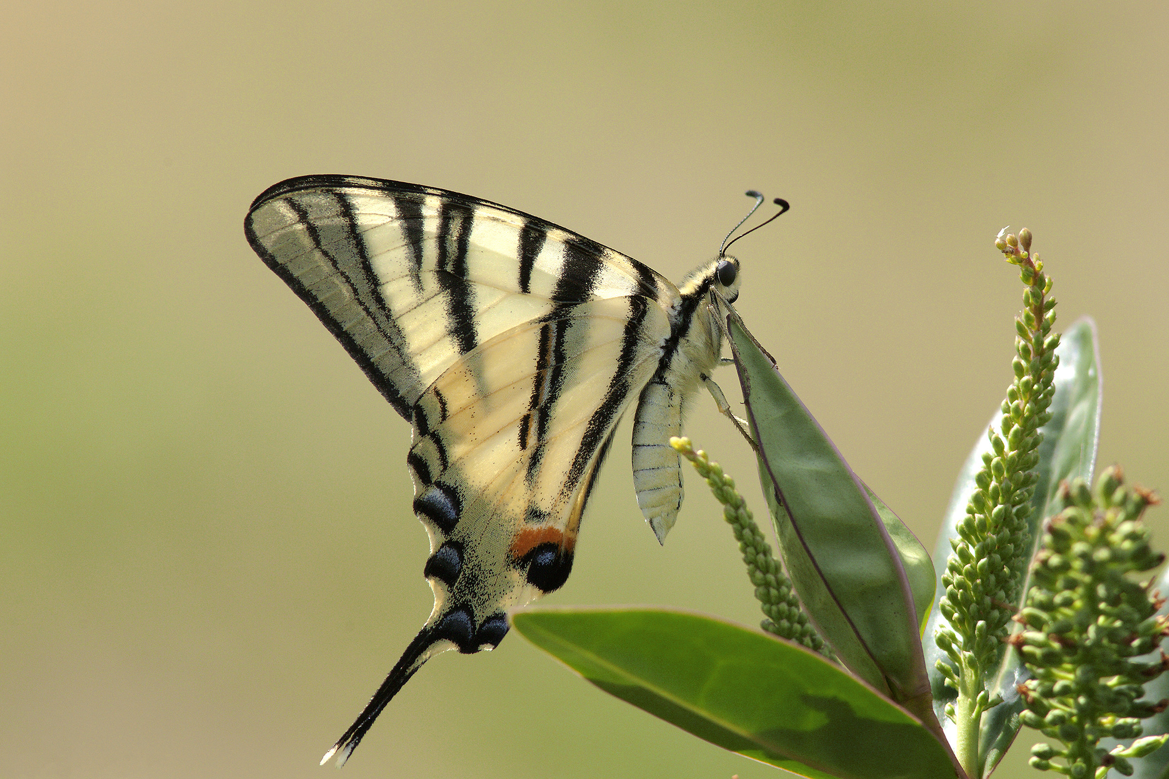 Papilio machaon