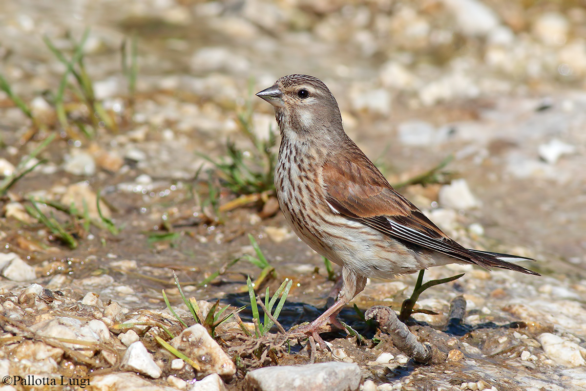Fanello (Carduelis cannabina)