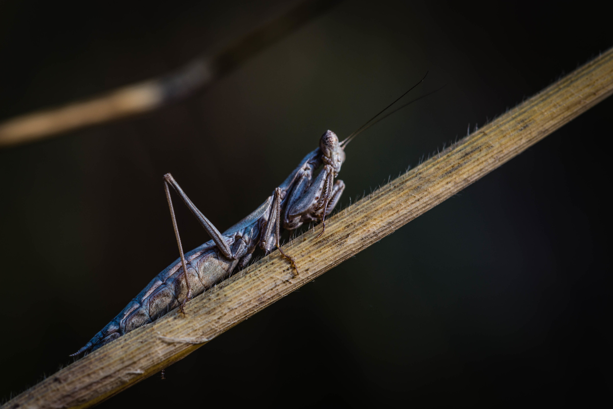 Mantidae 1