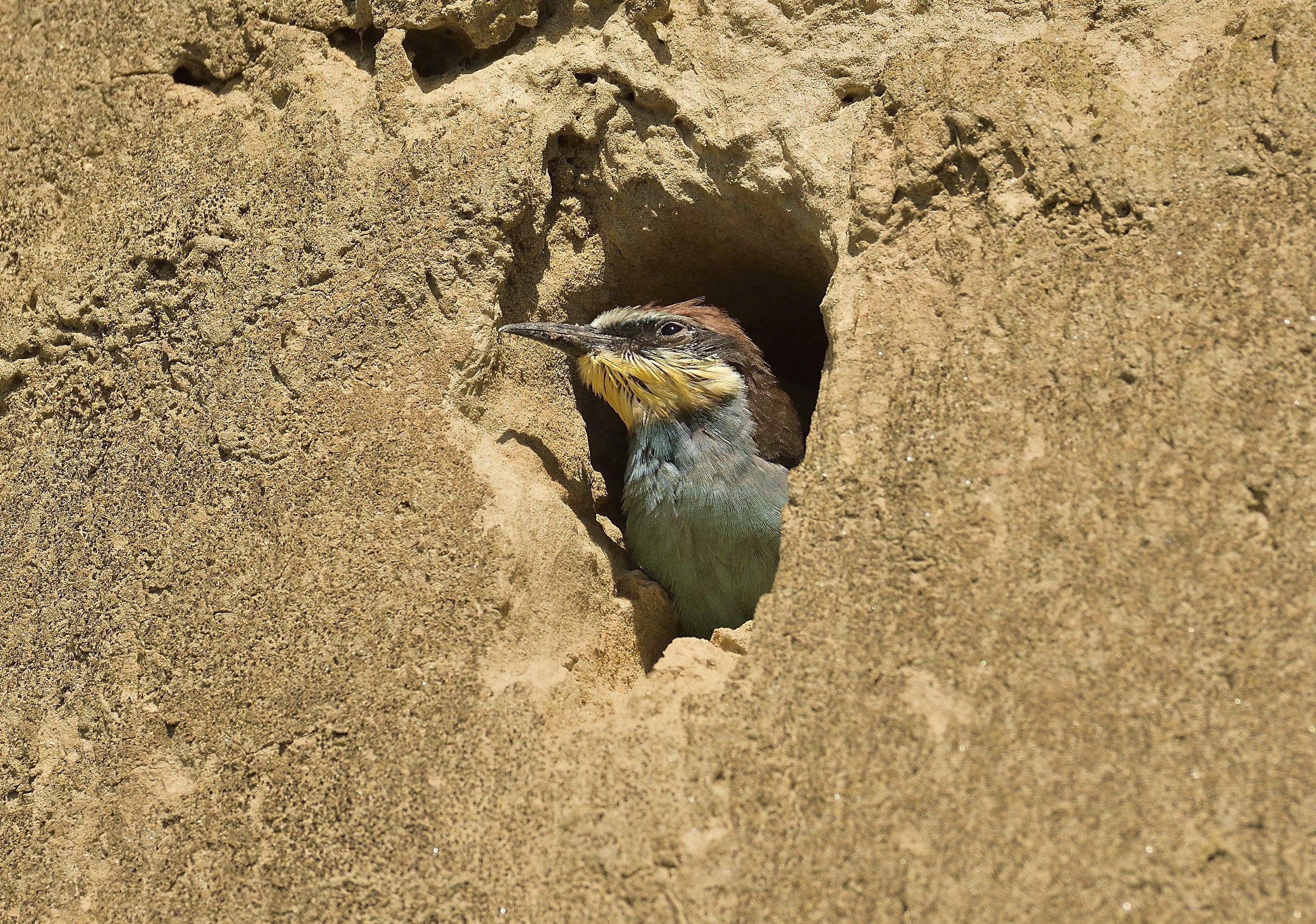 "Little" hungry Bee-eater in the nest