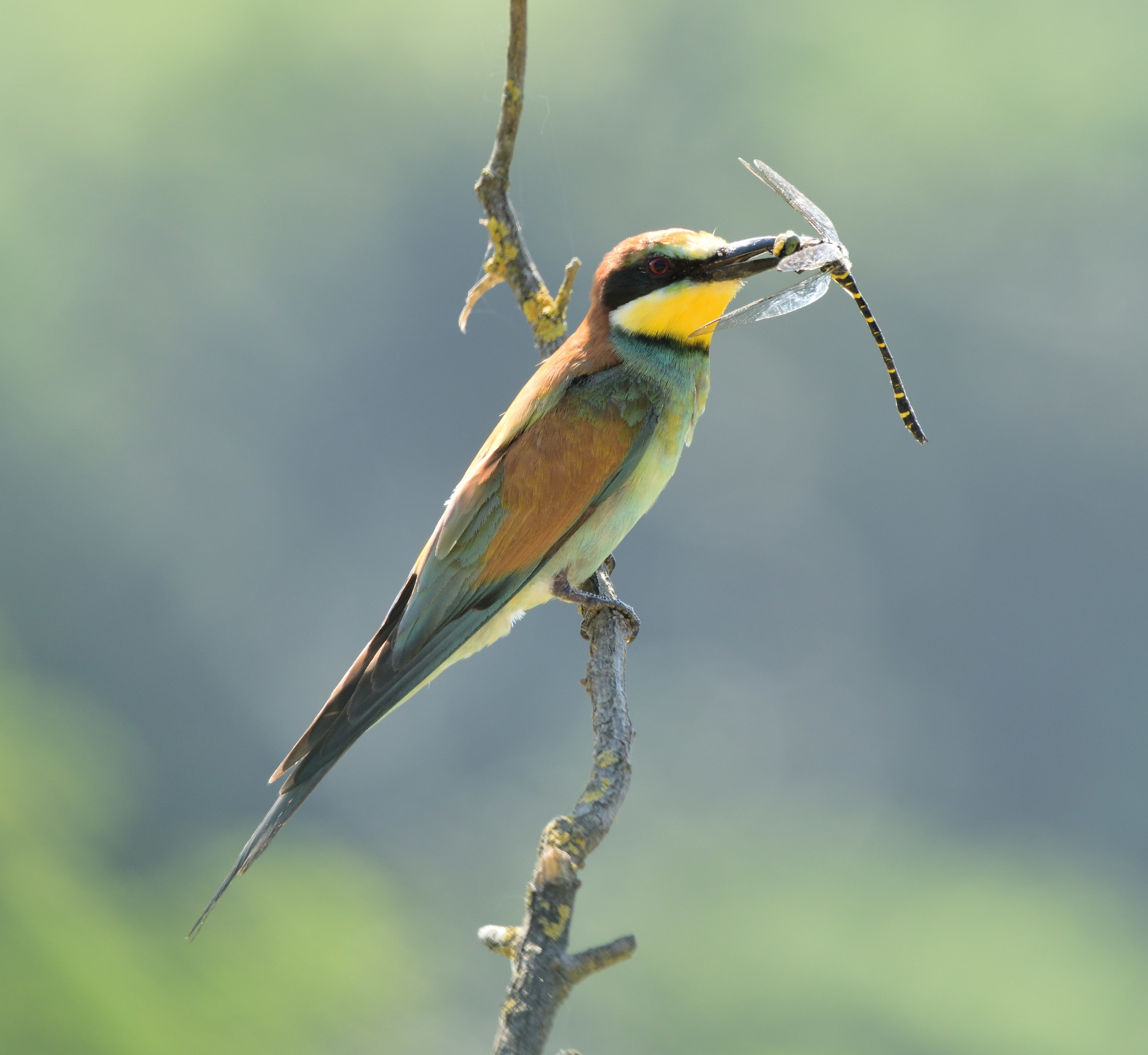 Bee-eater