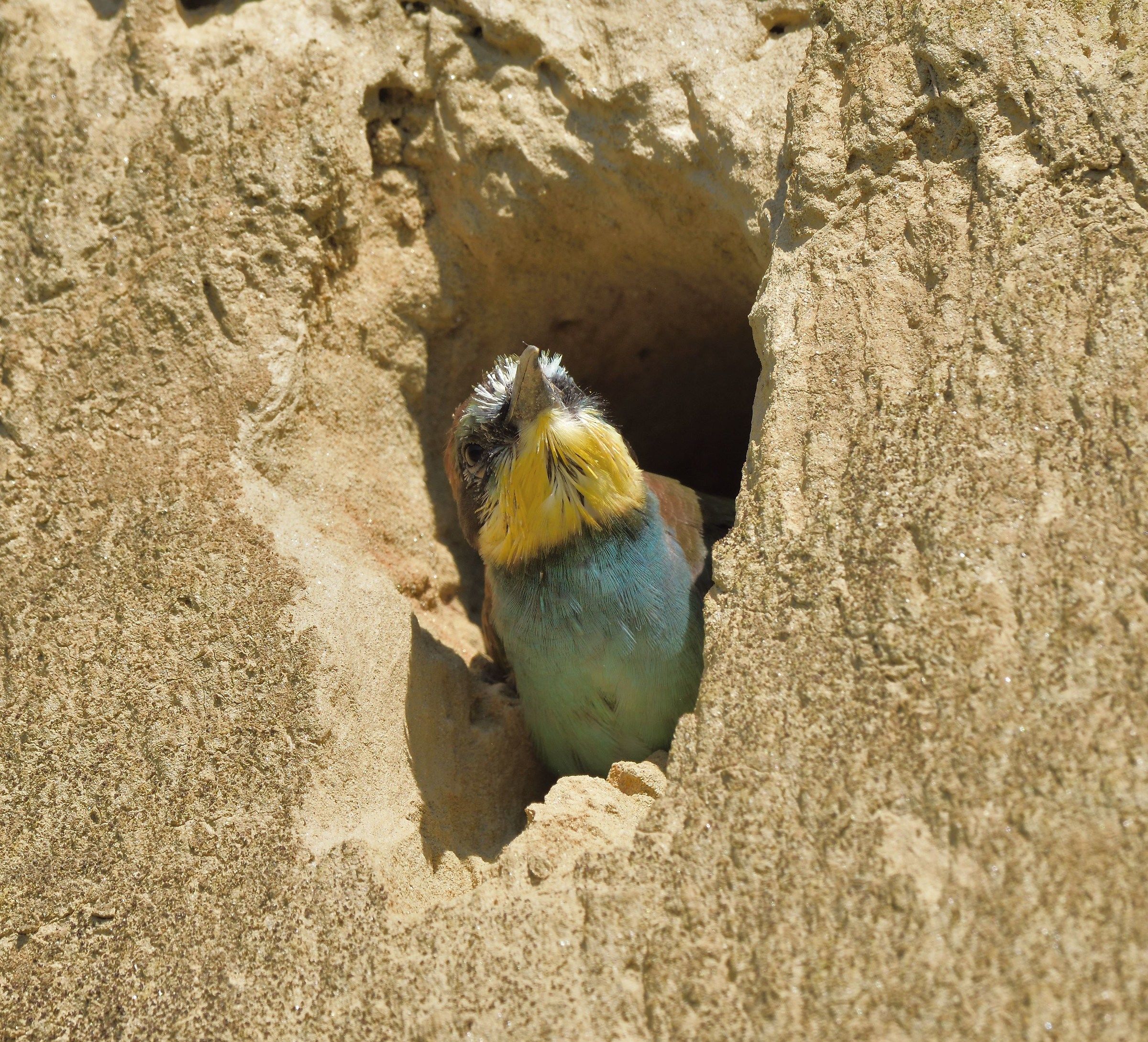 "Little" hungry Bee-eater from the nest